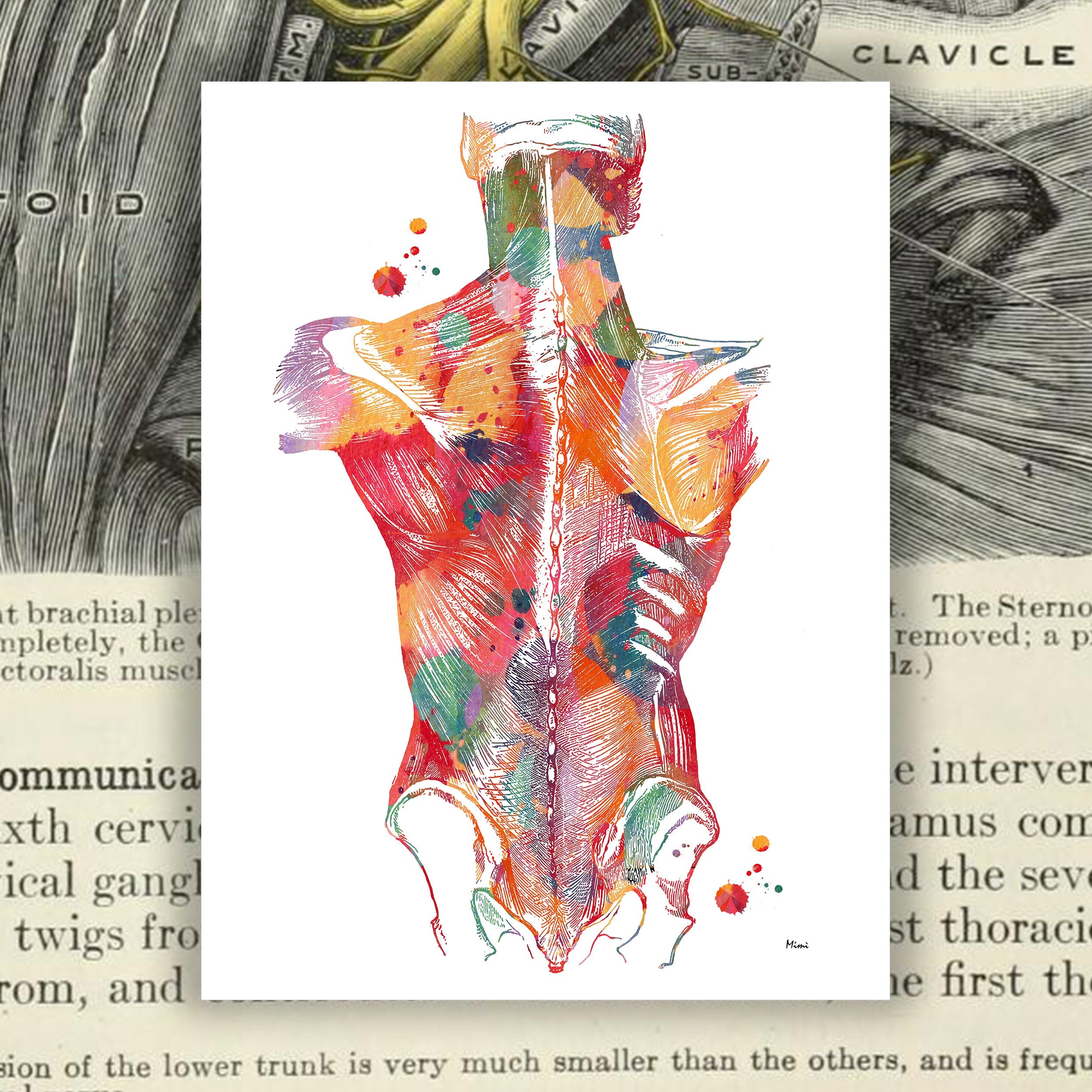 Anatomy Art Prints Collection