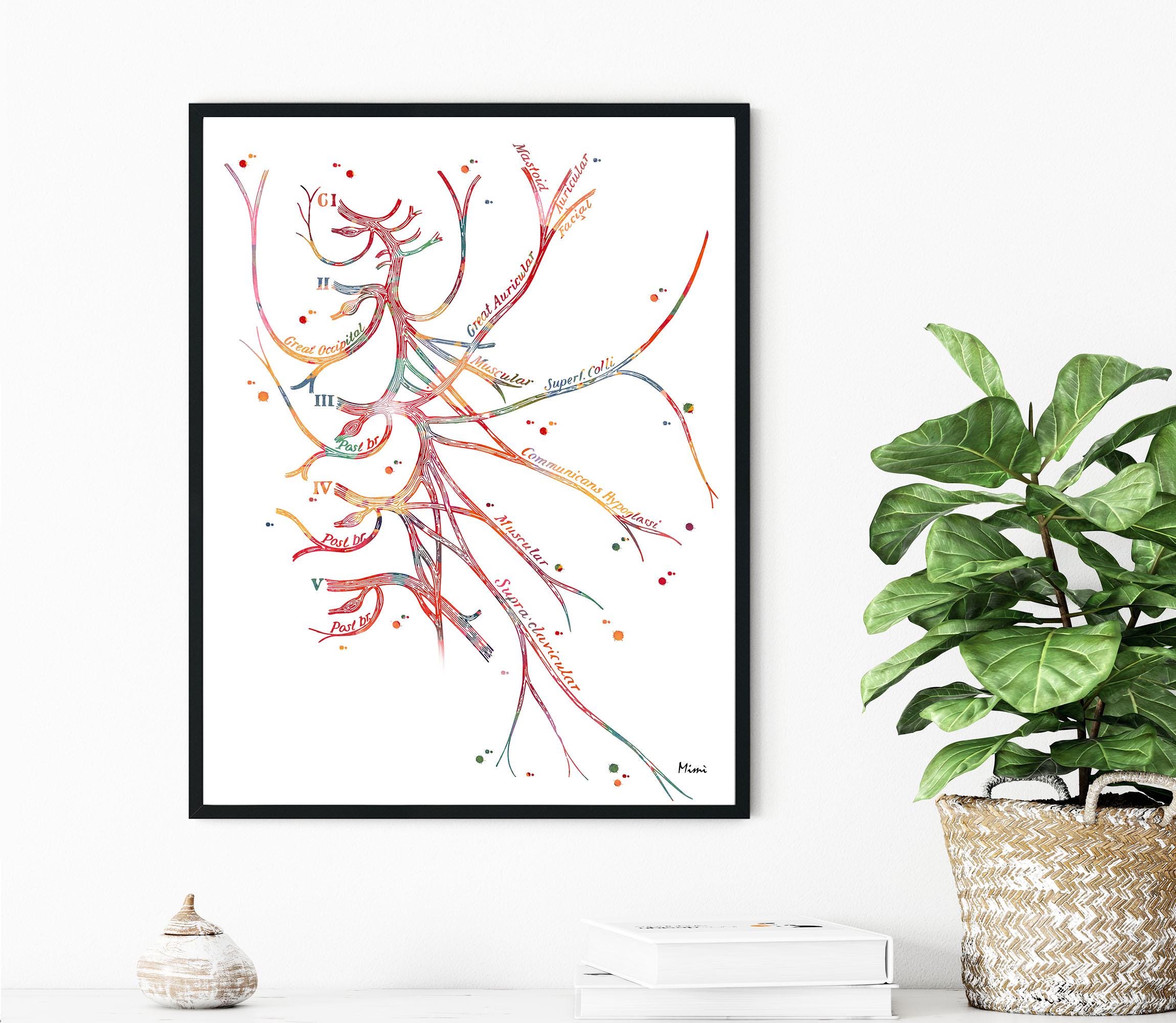 Cervical Plexus Watercolor Print listing Image 2