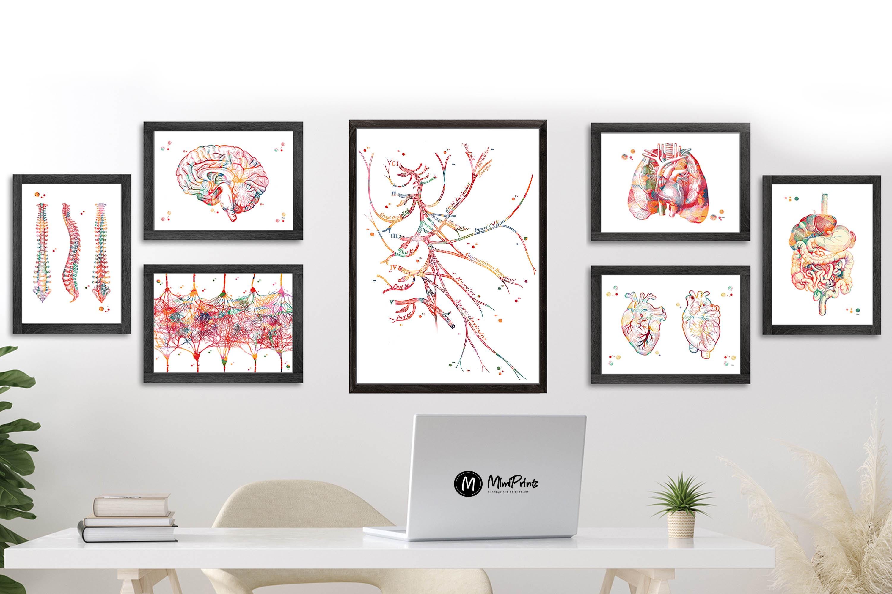 Cervical Plexus Watercolor Print listing Image 4