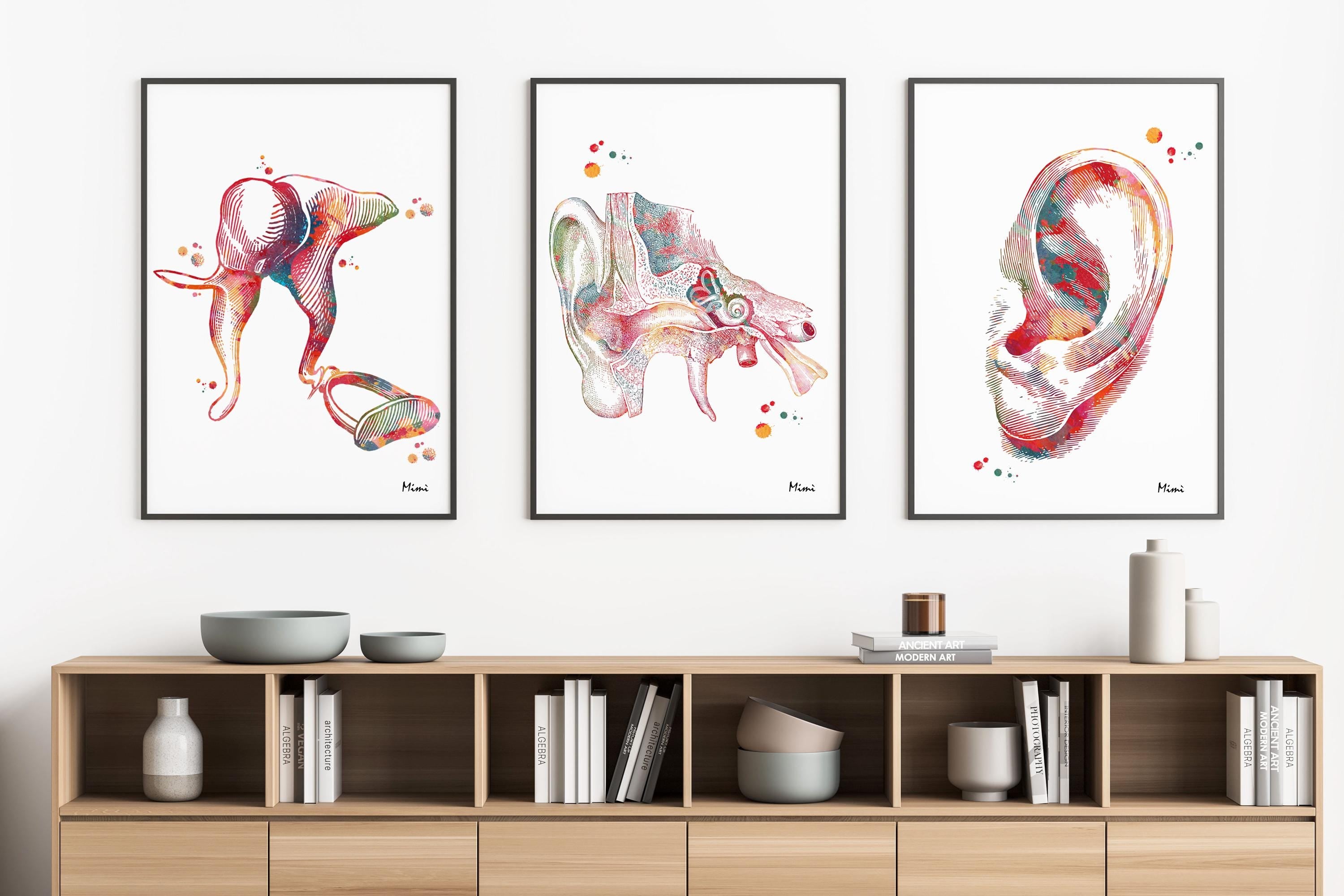 Product listing image with the 3 ear anatomy prints hanging on a wall 2