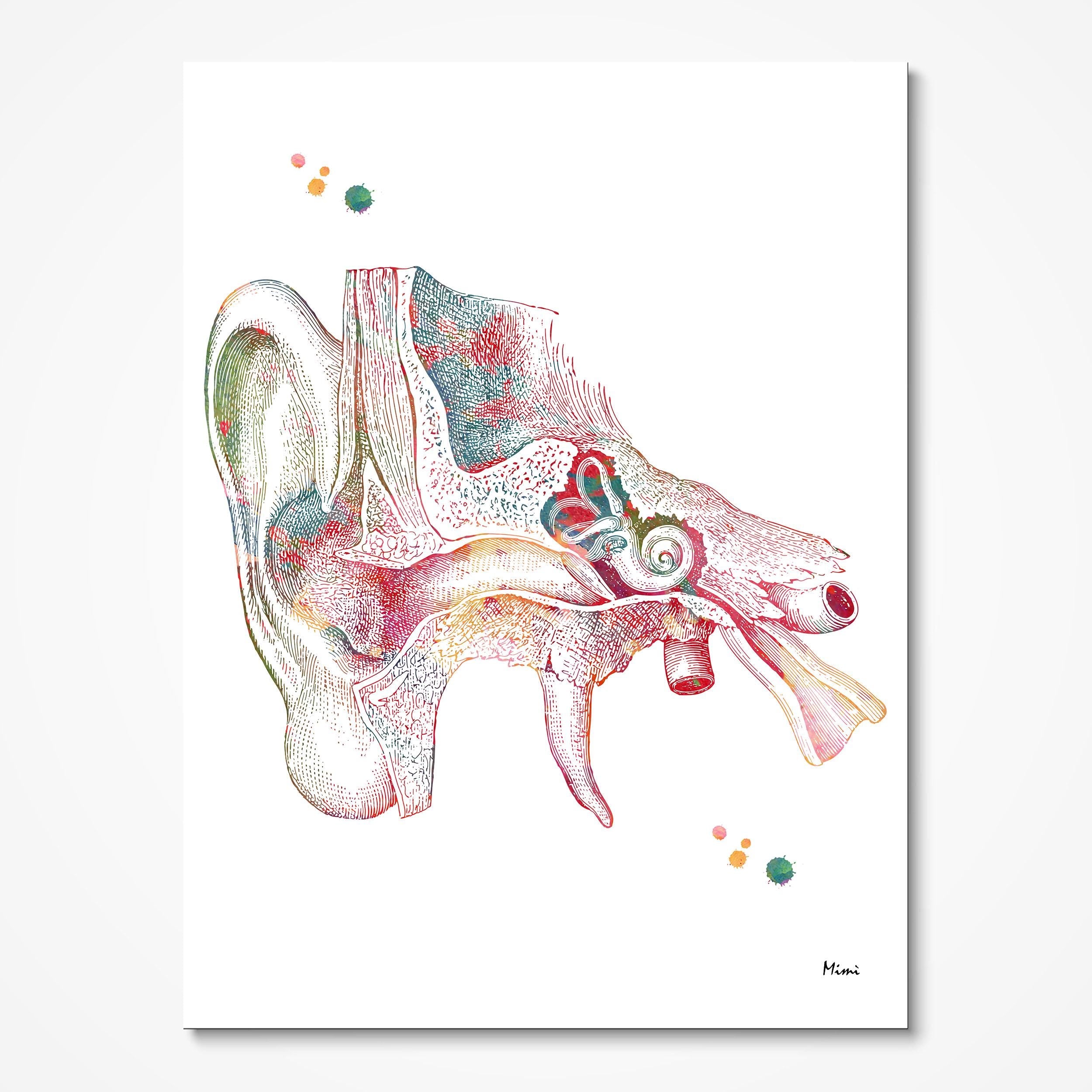 Product listing image with the ear cross section print on paper