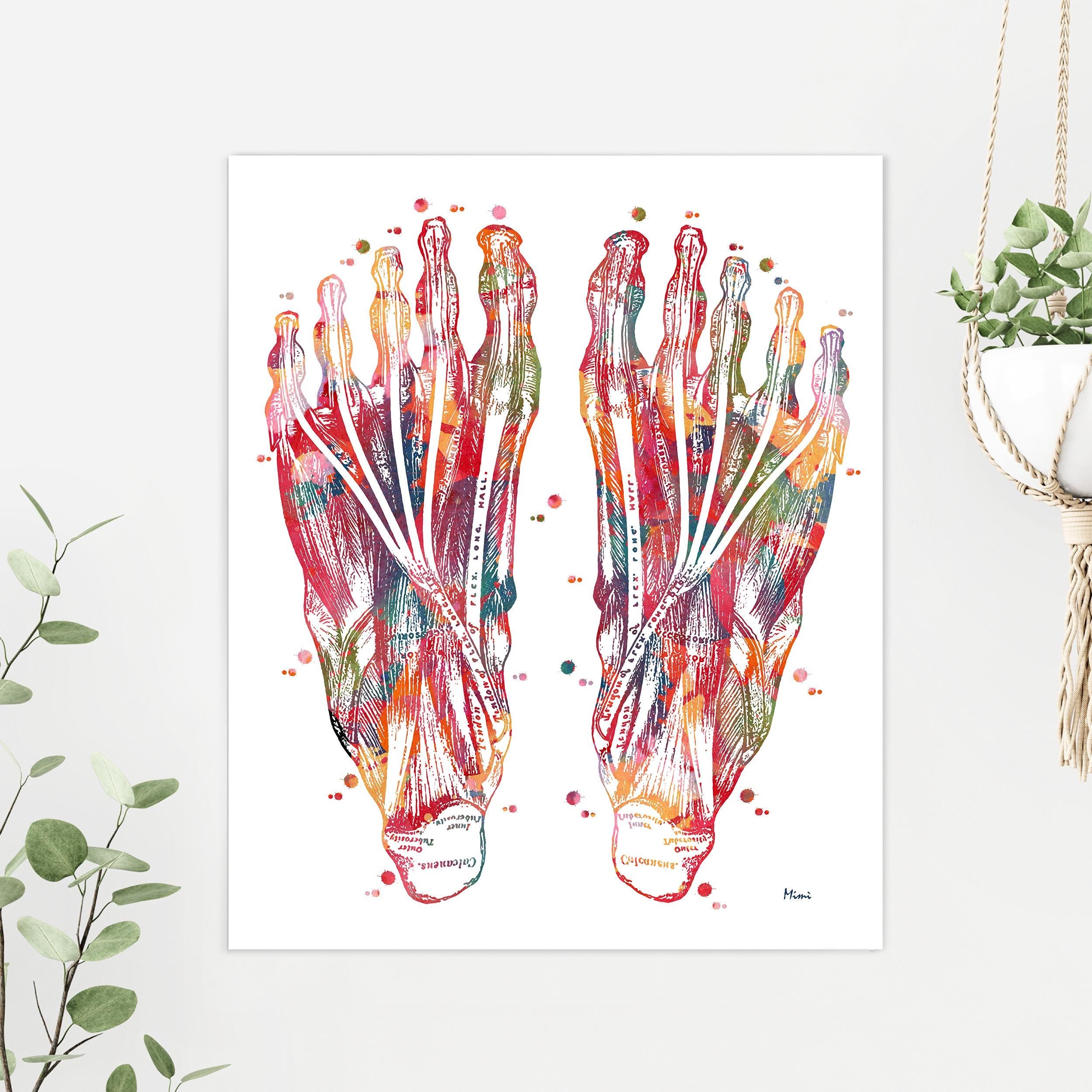 Foot Muscles Anatomy Print Image 3