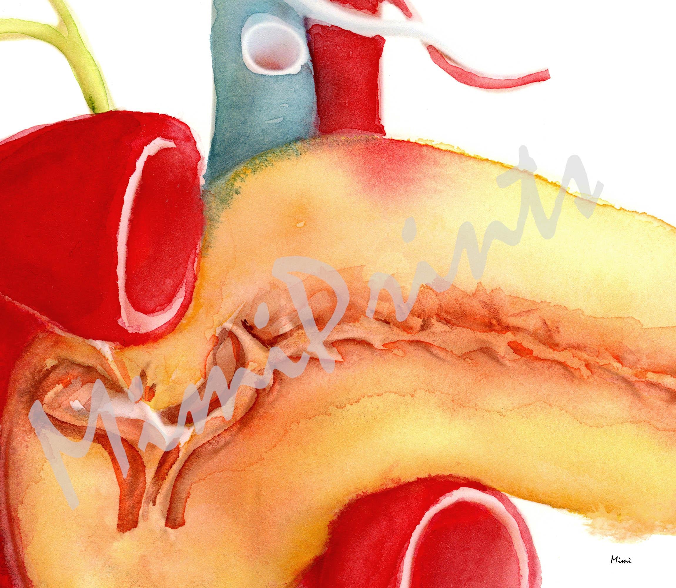 Pancreas And Gallbladder Watercolor Premium Giclee Print Detail Image