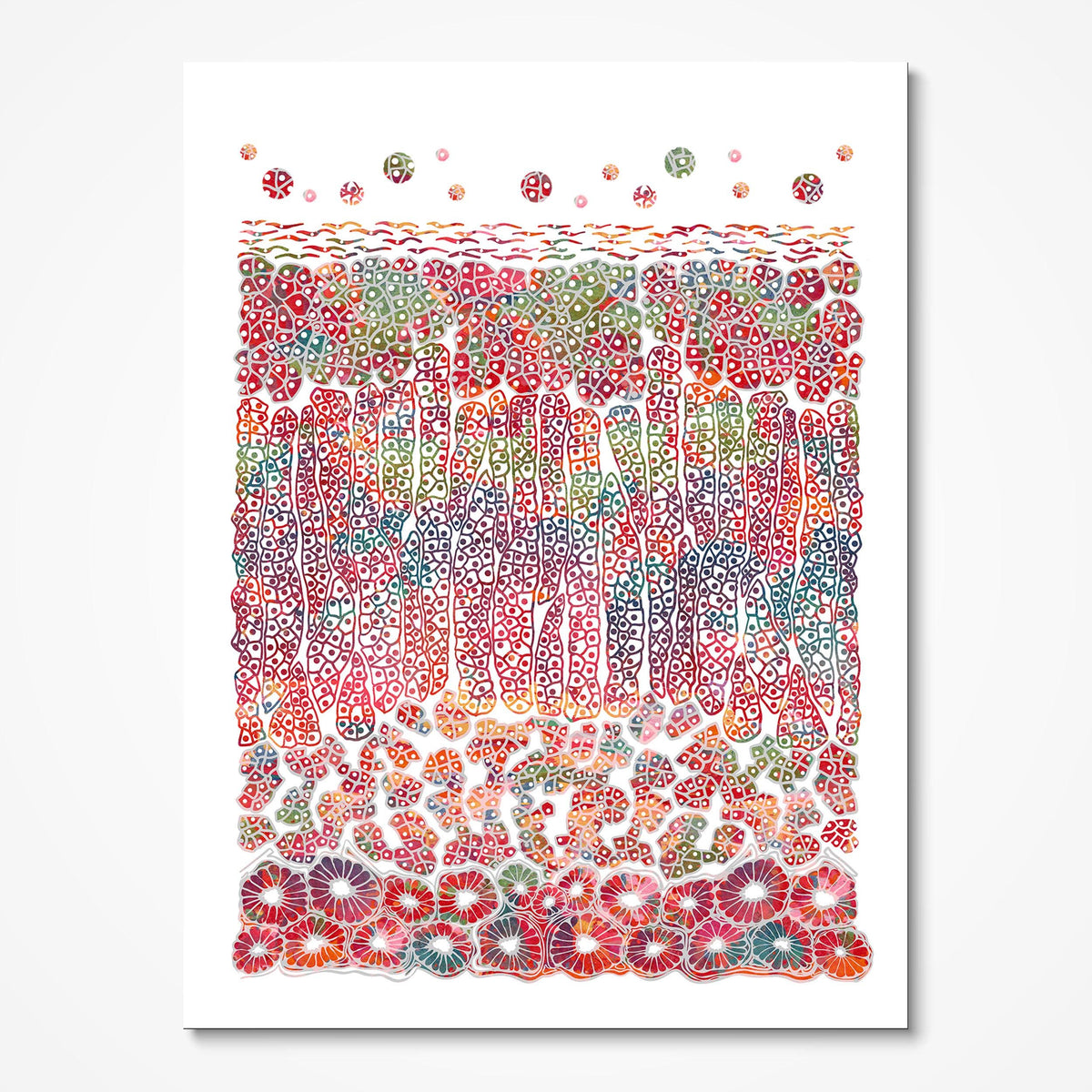 Adrenal Cortex Histology watercolor art print for Diabetes Center wall decor