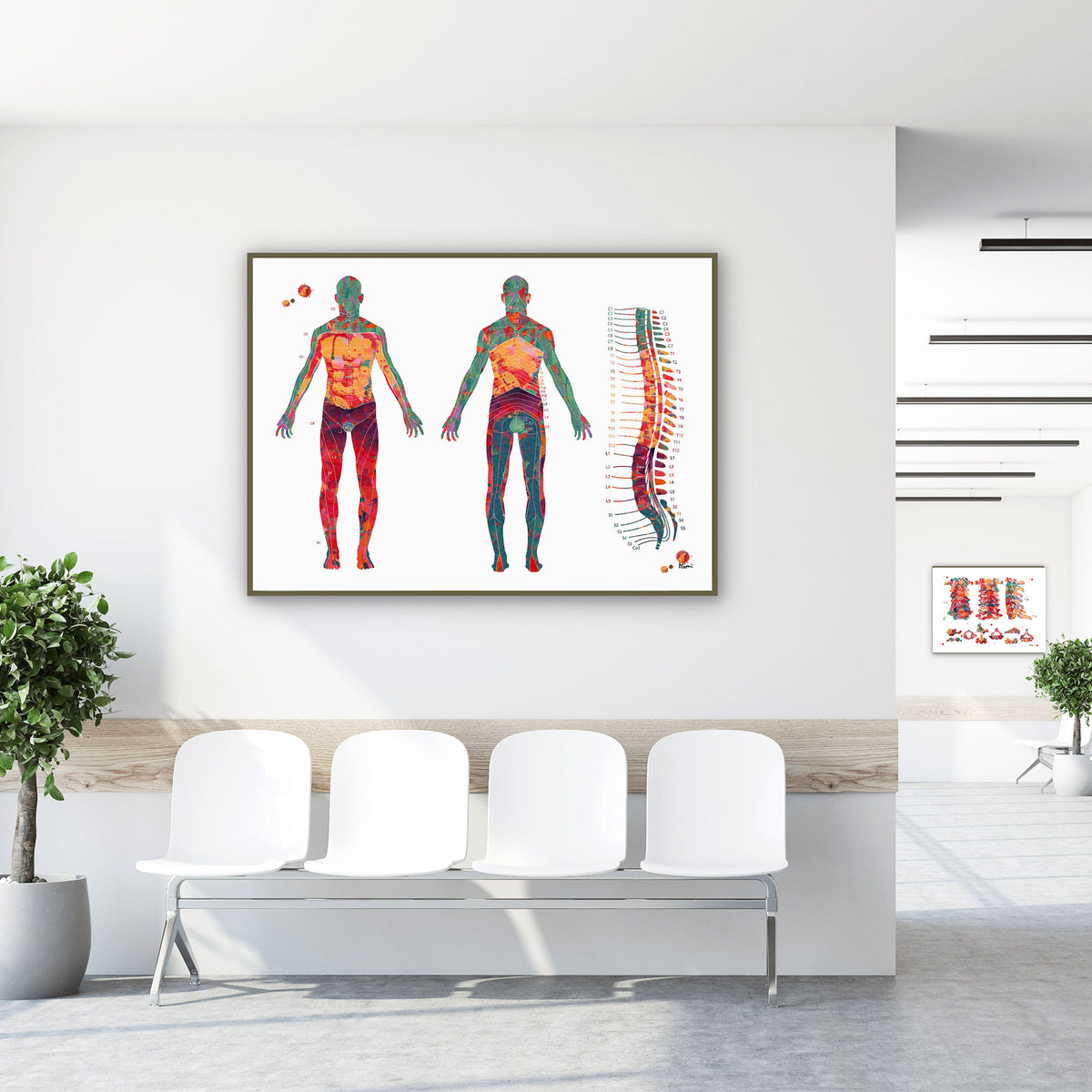 Framed dermatome map watercolor print in a clinic waiting room