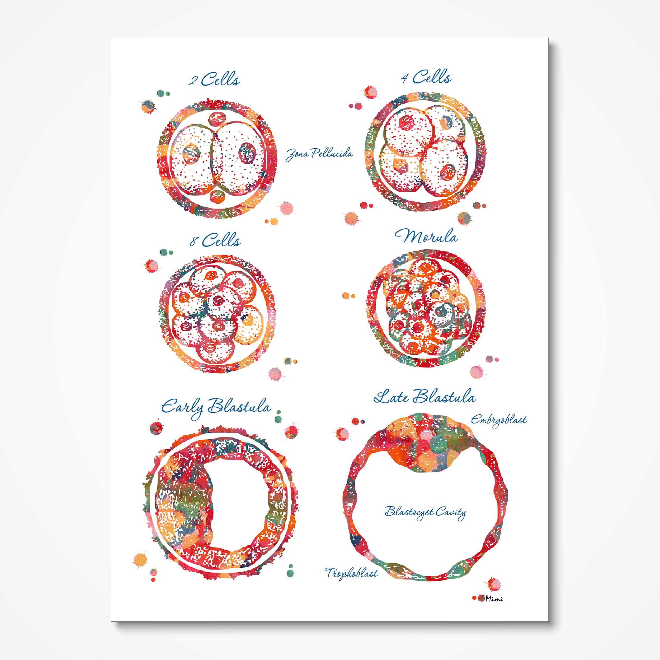 Embryogenesis & IVF watercolor art print for fertility clinic wall decor