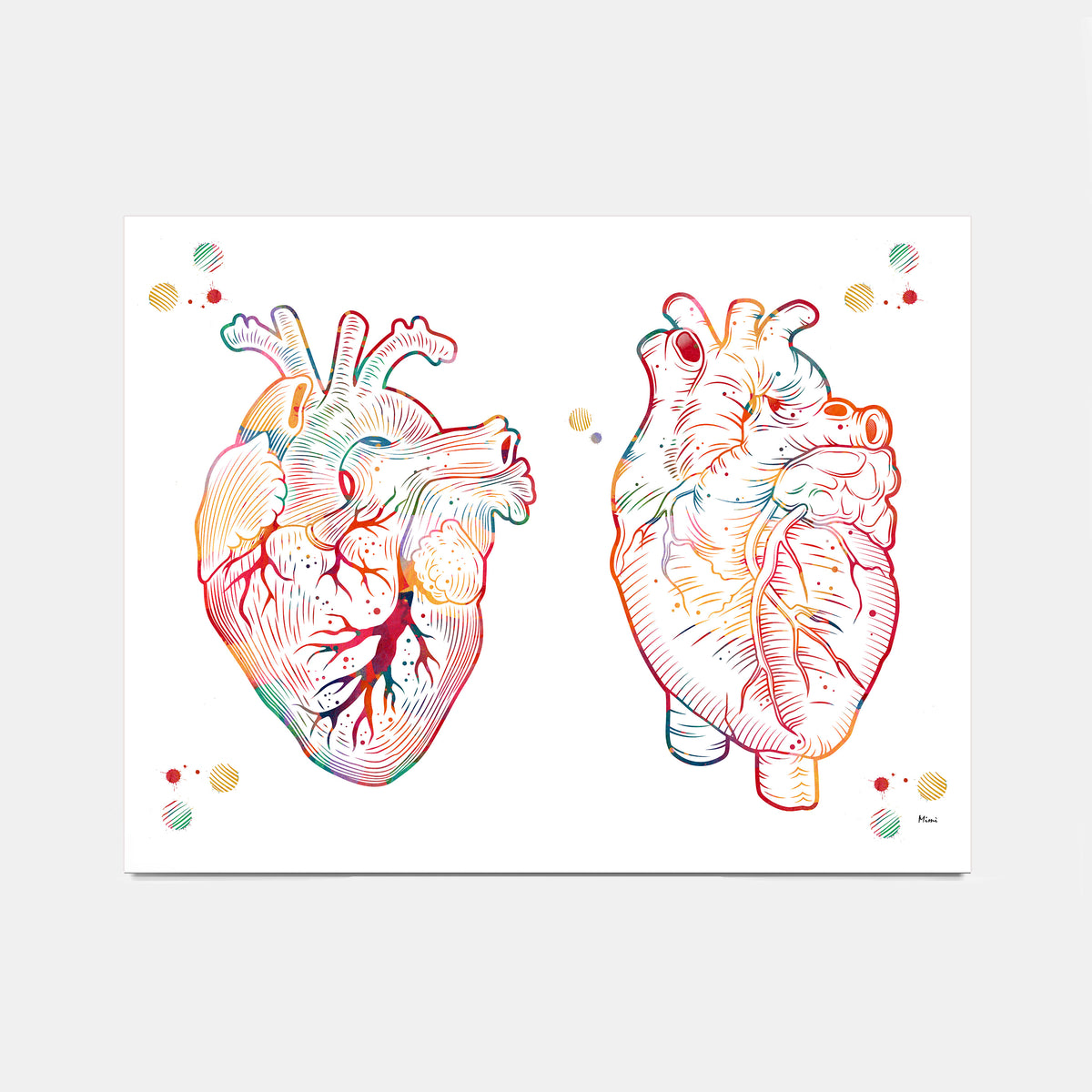 Human heart anterior and posterior view watercolor print for cardiology wall decor