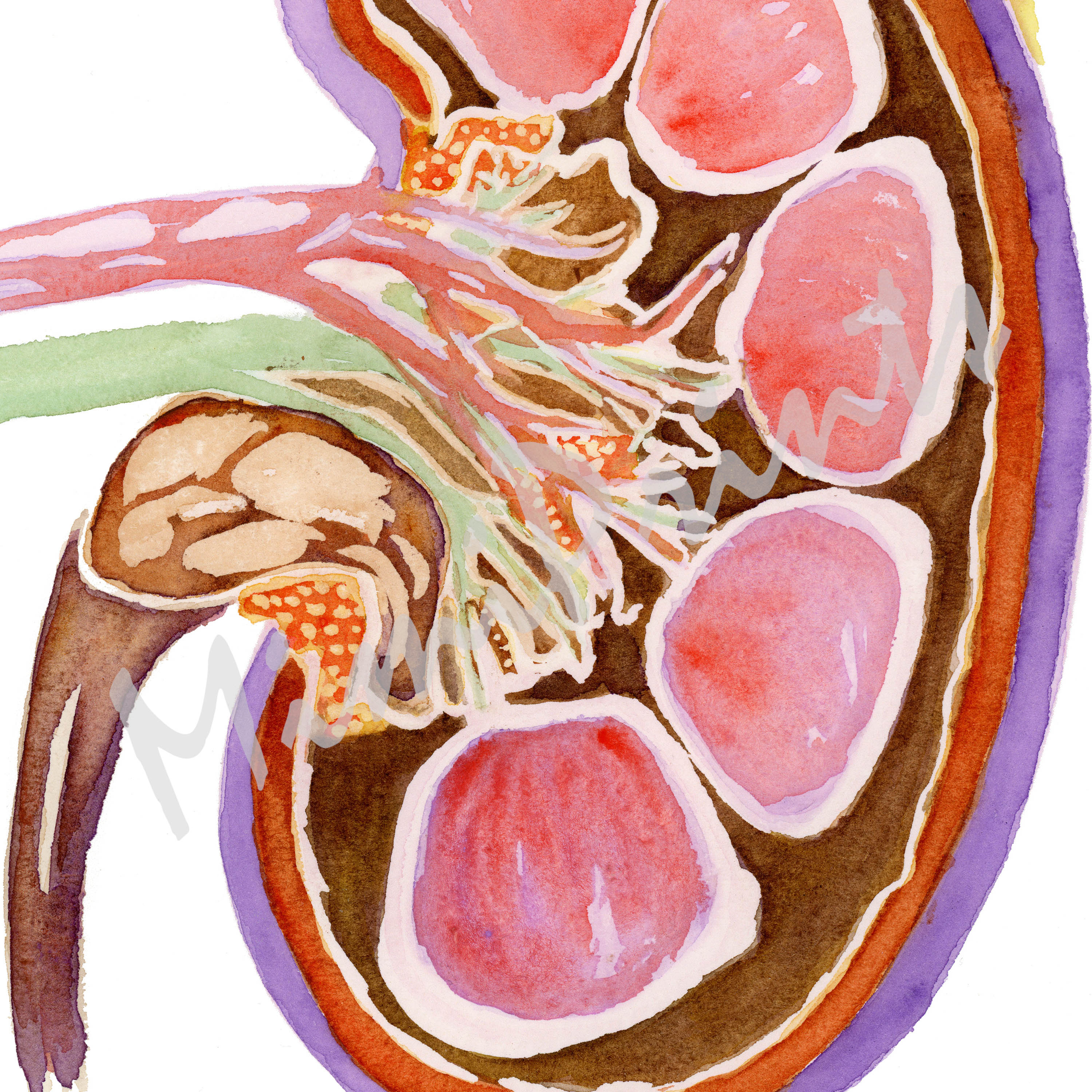 Image of the kidney anatomy detail