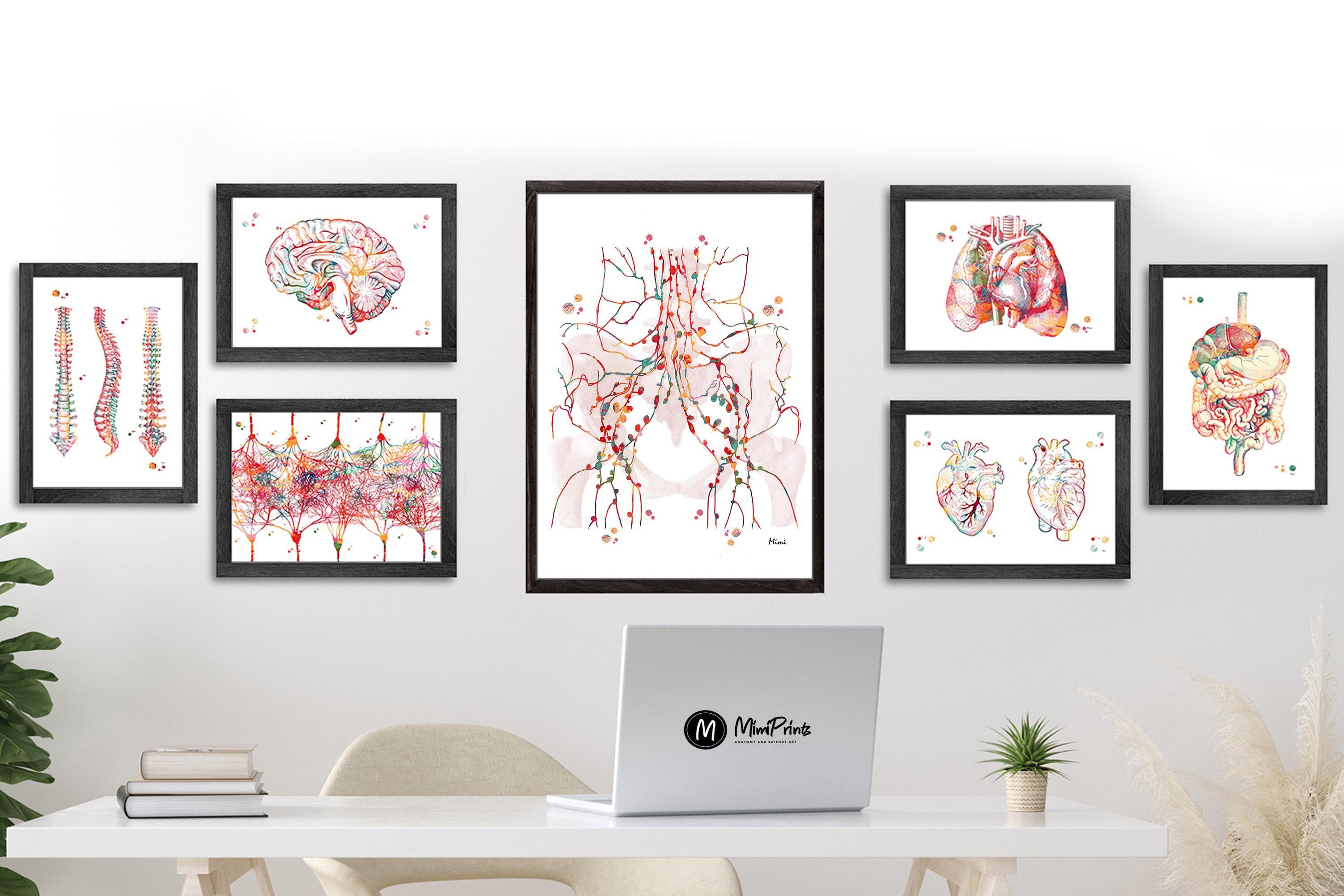 Lymphatic System Anatomy Print Female Pelvic And Inguinal Lymph Nodes image 3