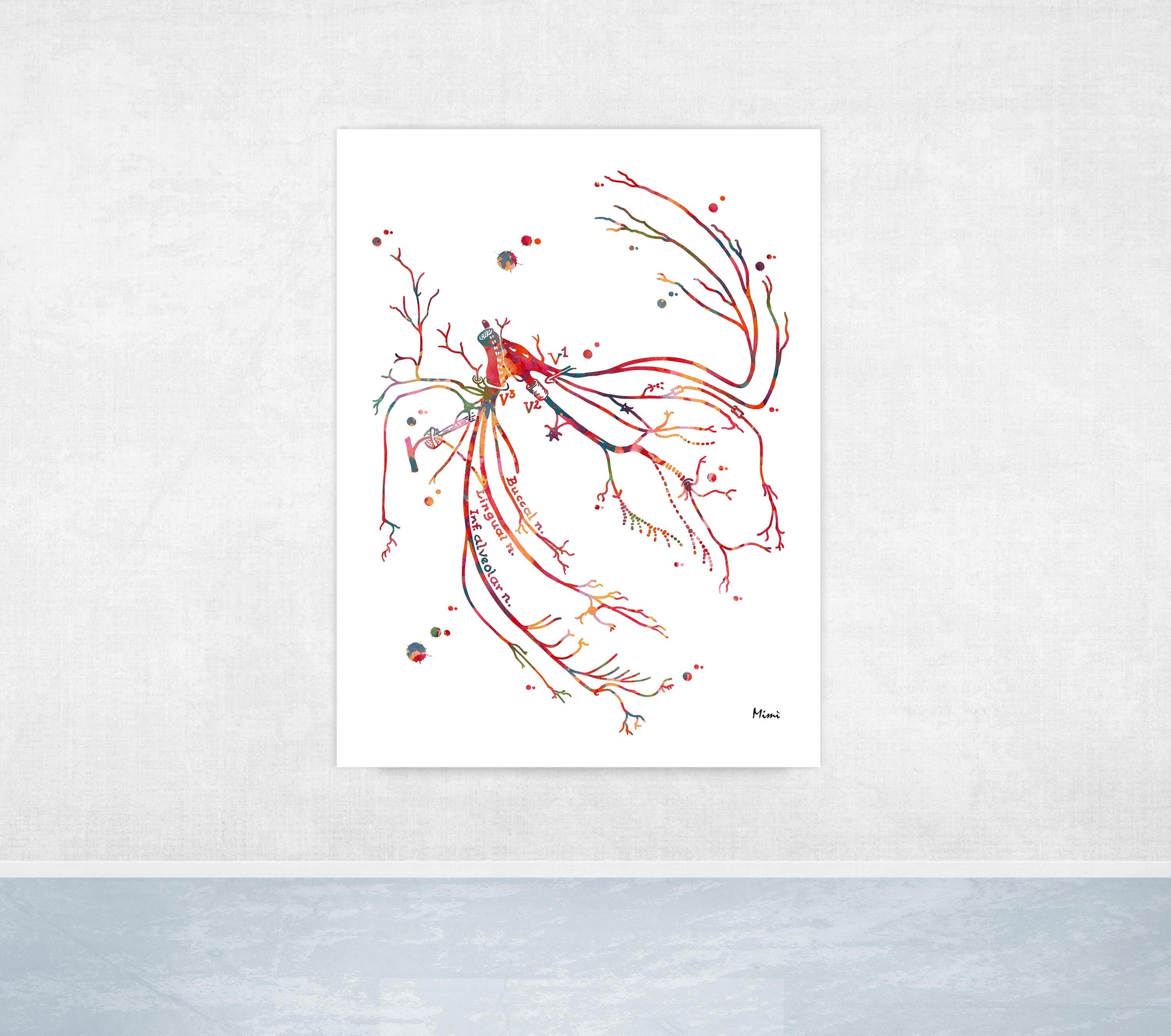 trigeminal nerve print image 2