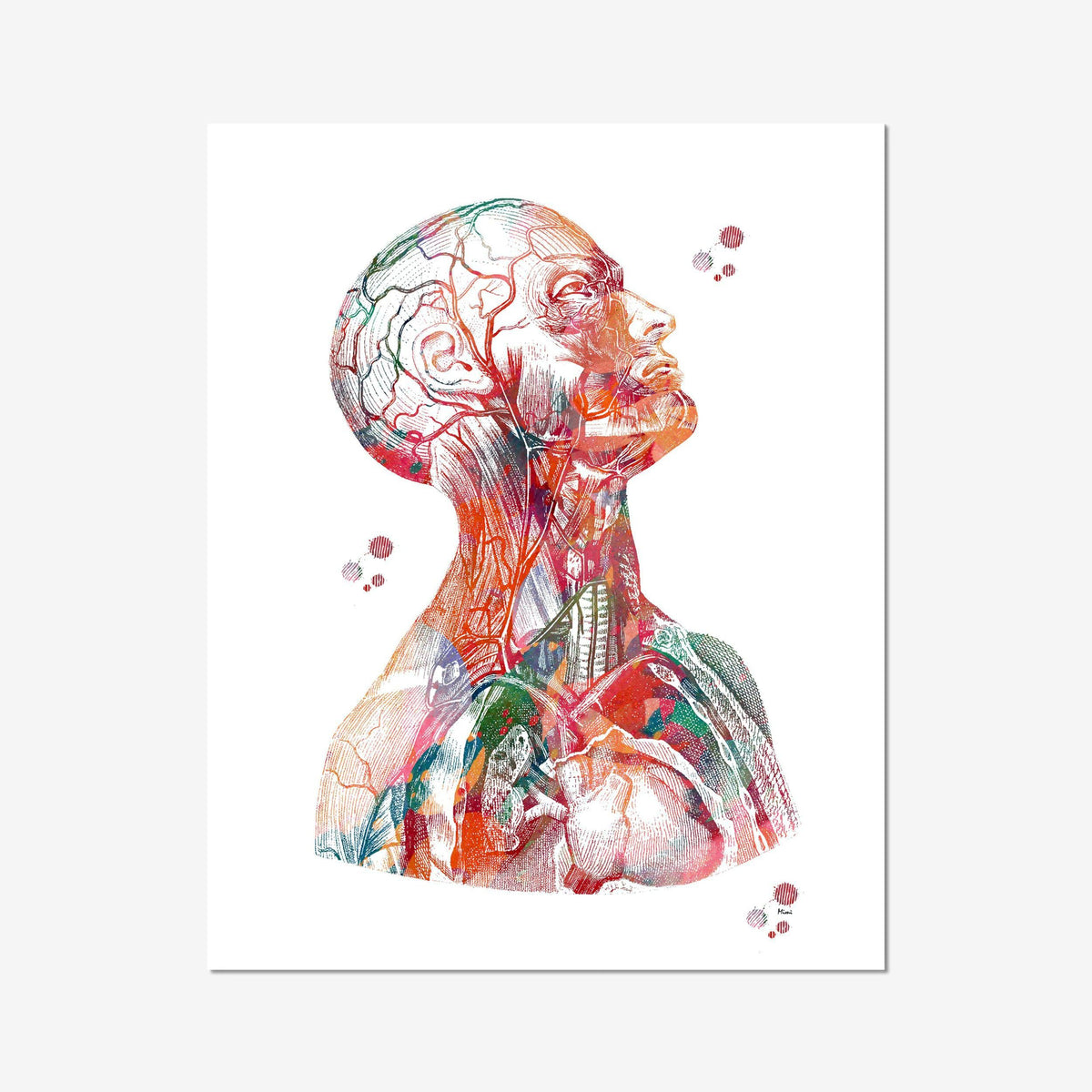 Human Head And Torso Anatomy Art Print for doctor's office wall decor