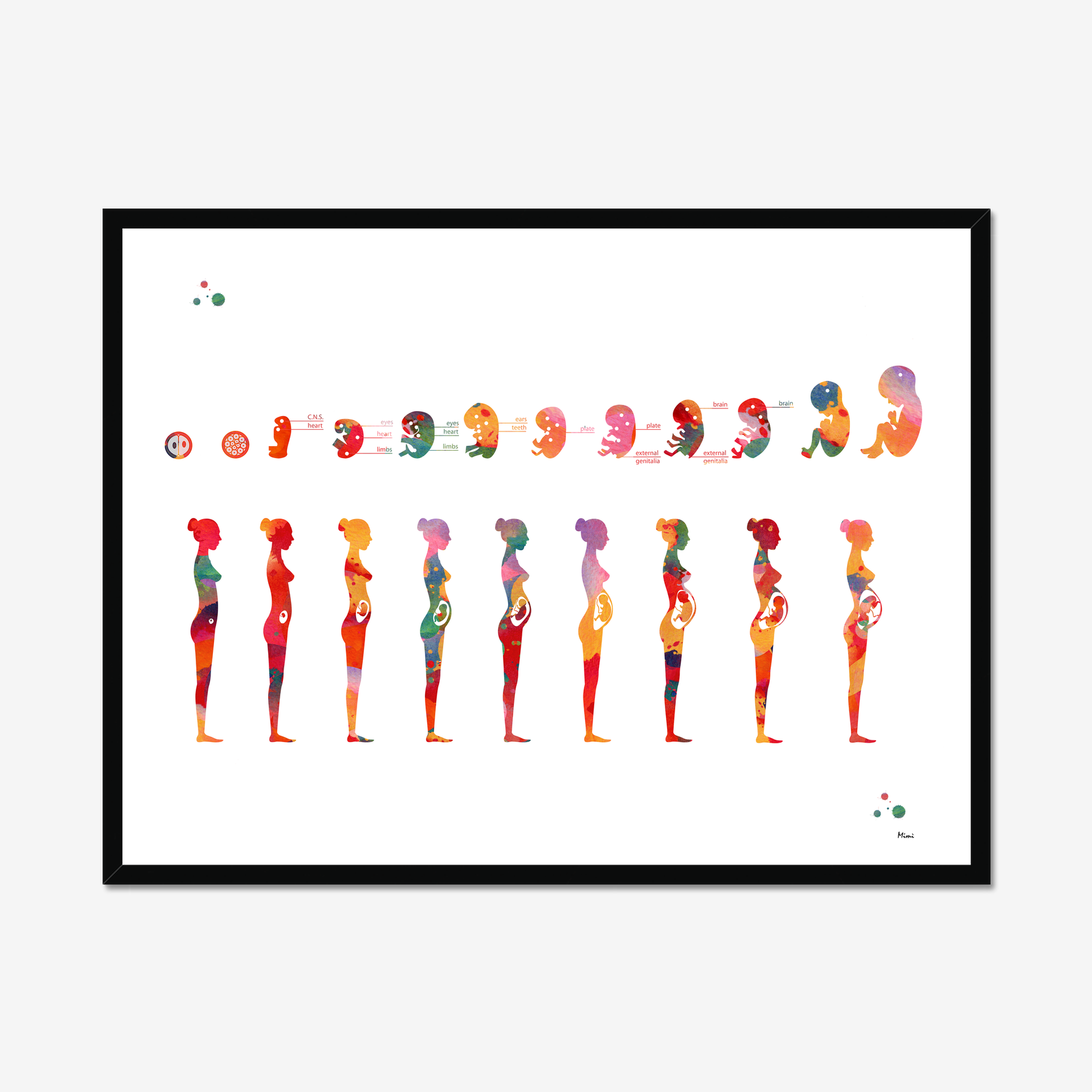 Pregnancy Anatomy Print Phases Of Fetal Development Ob-Gyn Fertility Clinic Wall Decor