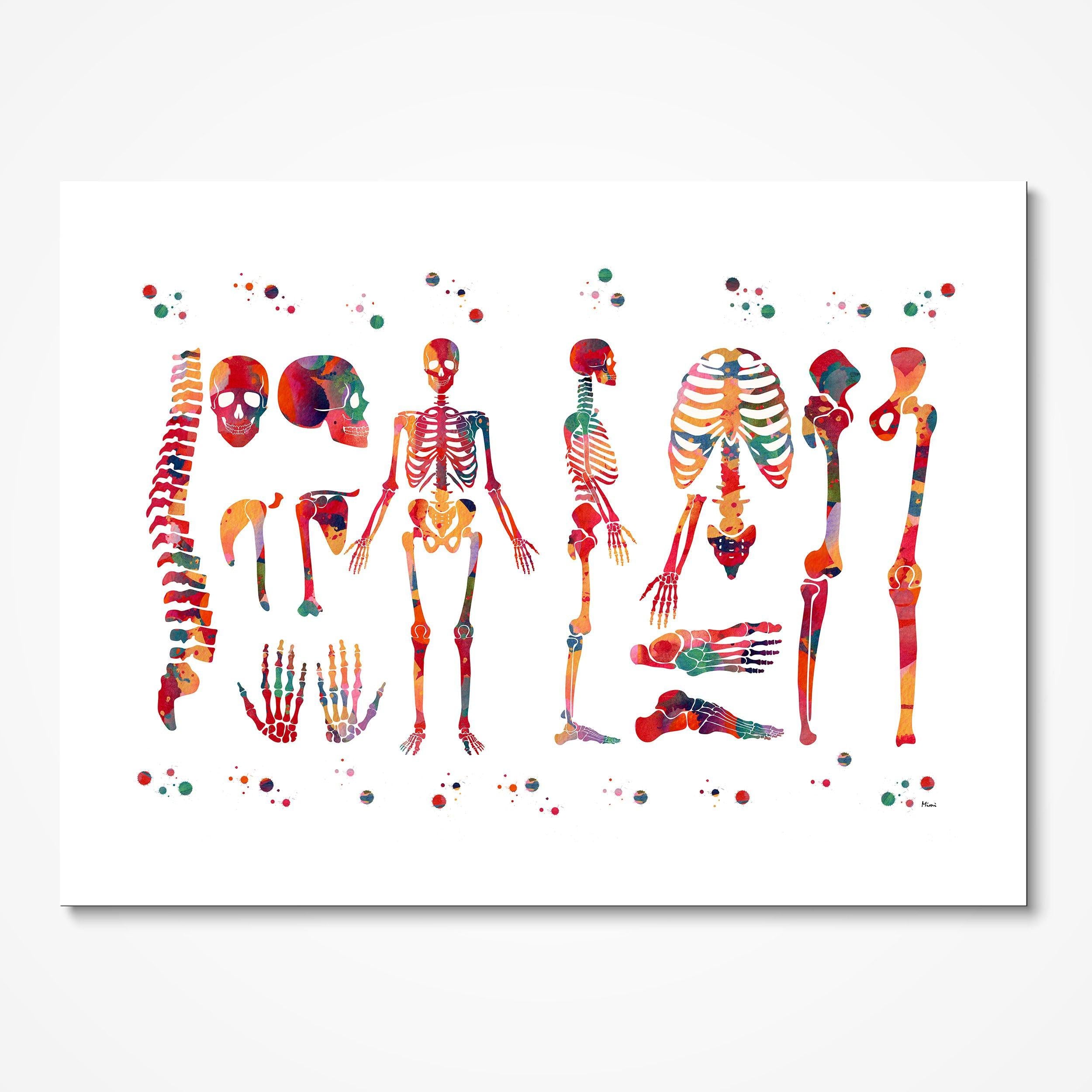 Skeletal System Anatomy Art Watercolor Print Medical Illustration Medicine Clinic Wall Decor