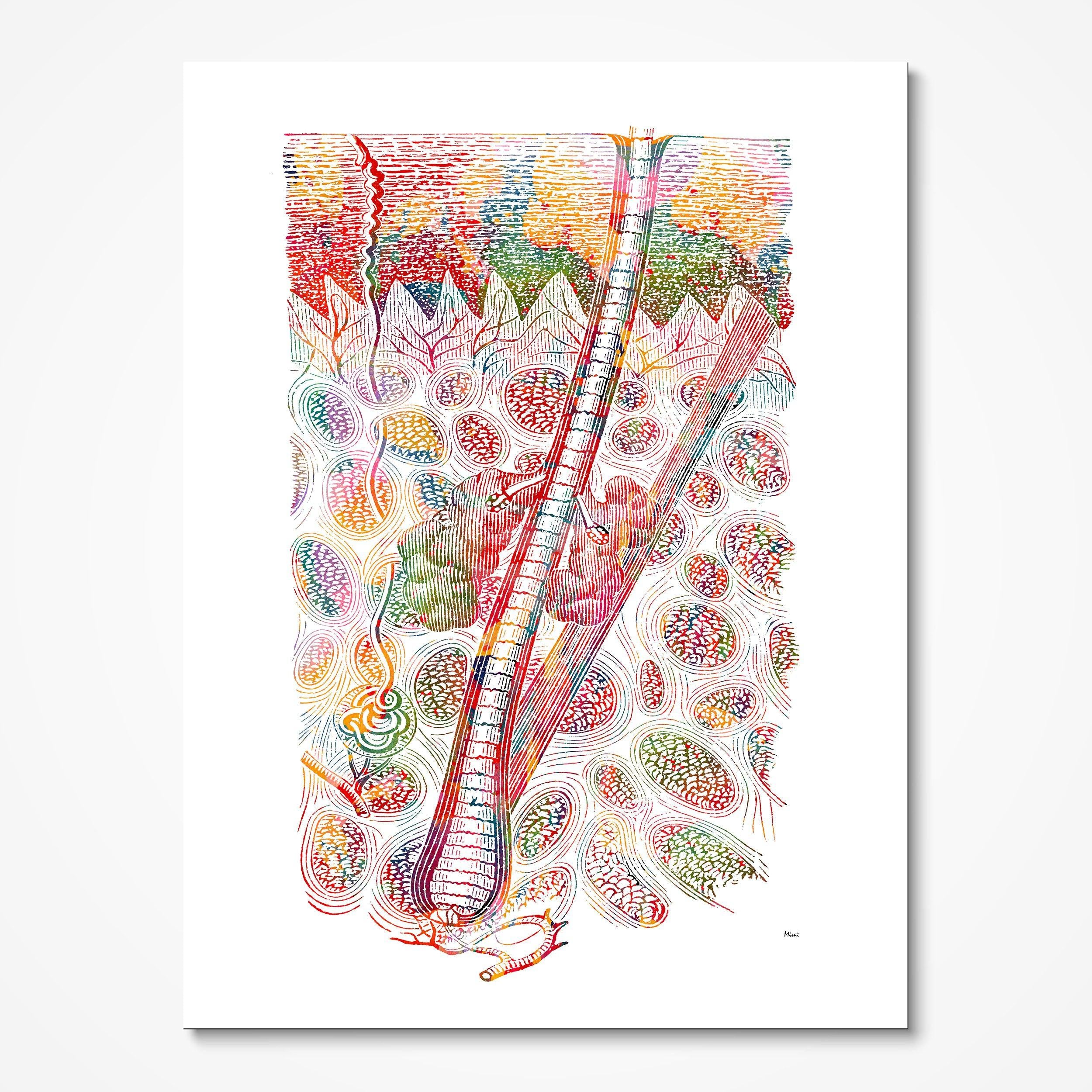 Skin Anatomy Print Human Epidermis And Hair Medical Art Poster Skin Tissue Sebaceous Glands Watercolor