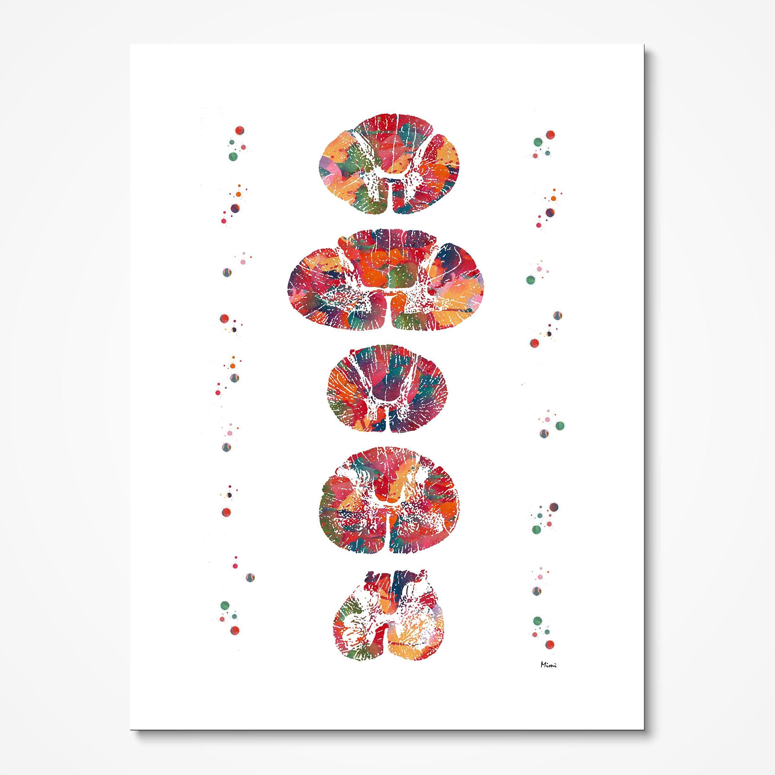 Spinal Cord Cross Section Anatomy Art Print Physiotherapy Medical Clinic Wall Decor