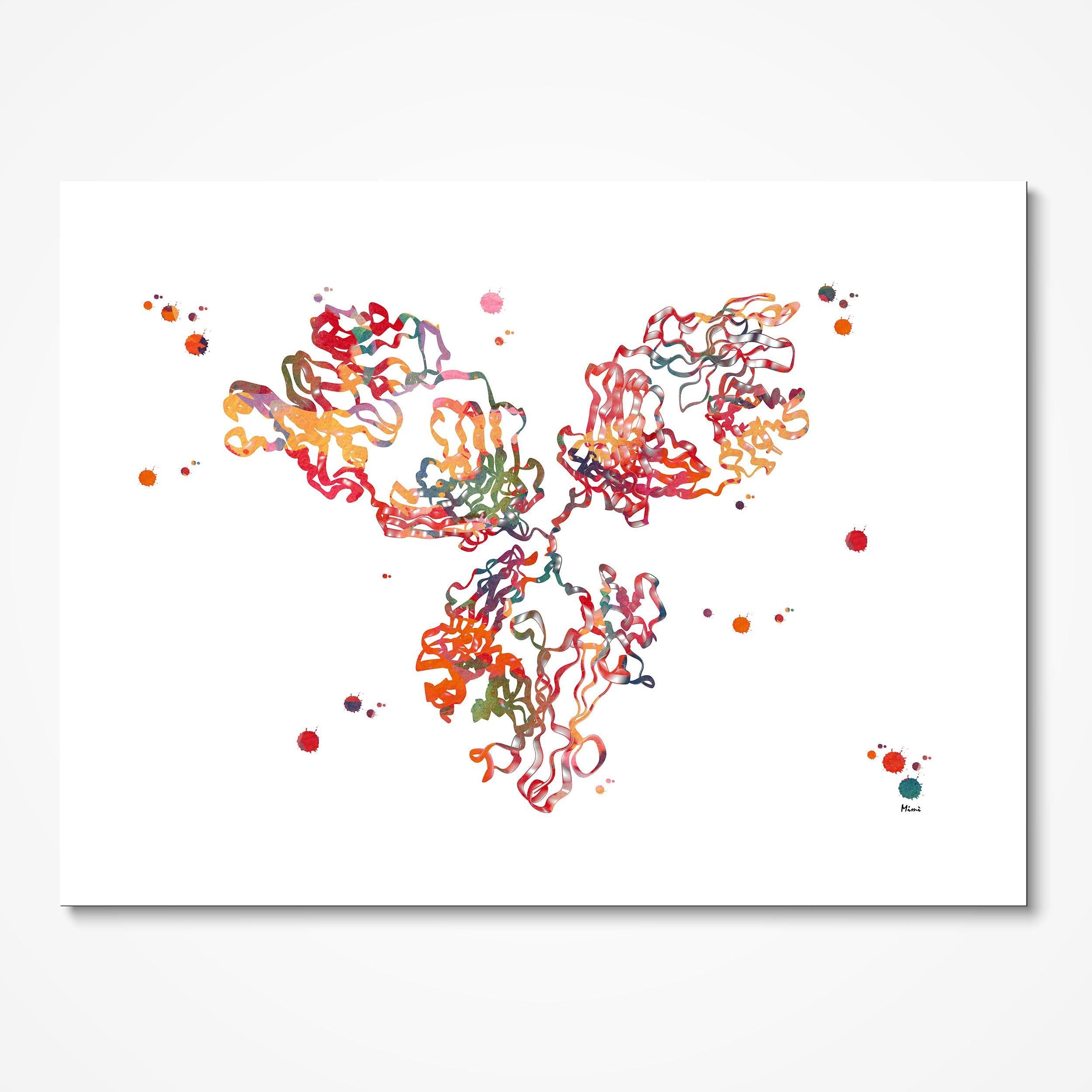 Antibody Immunoglobulin G (IgG) watercolor art print for immunology lab wall decor