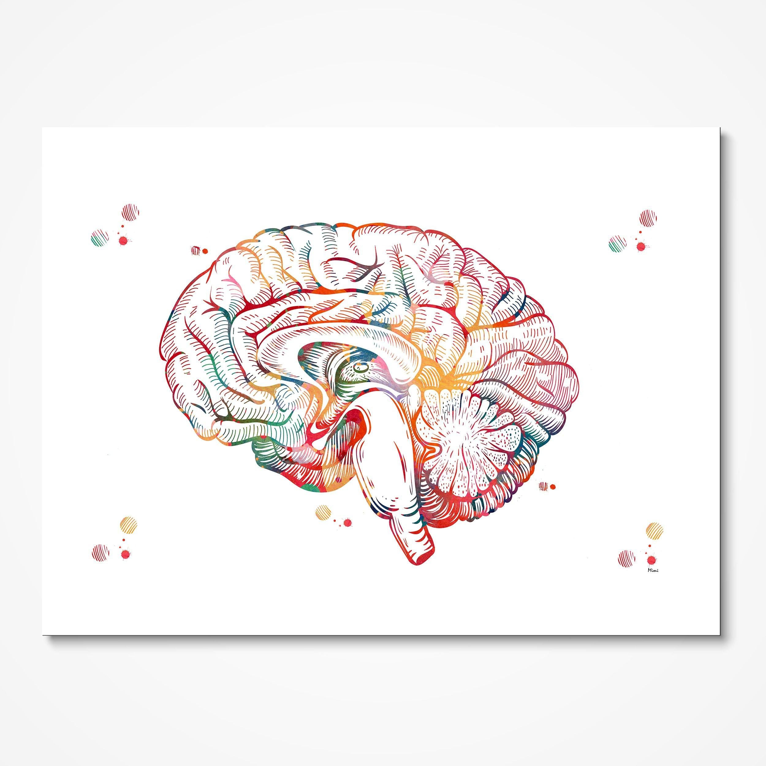 Brain Sagittal Section Anatomy watercolor art print for neurology clinic wall decor