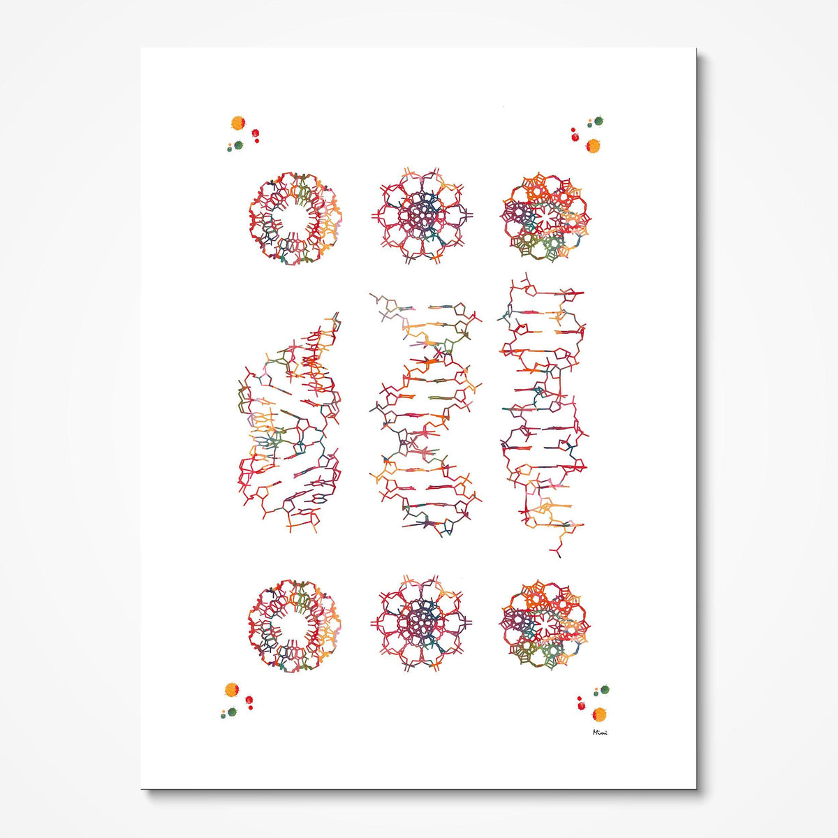 DNA A, B & Z Forms Genetics watercolor art print for genetics lab wall decor