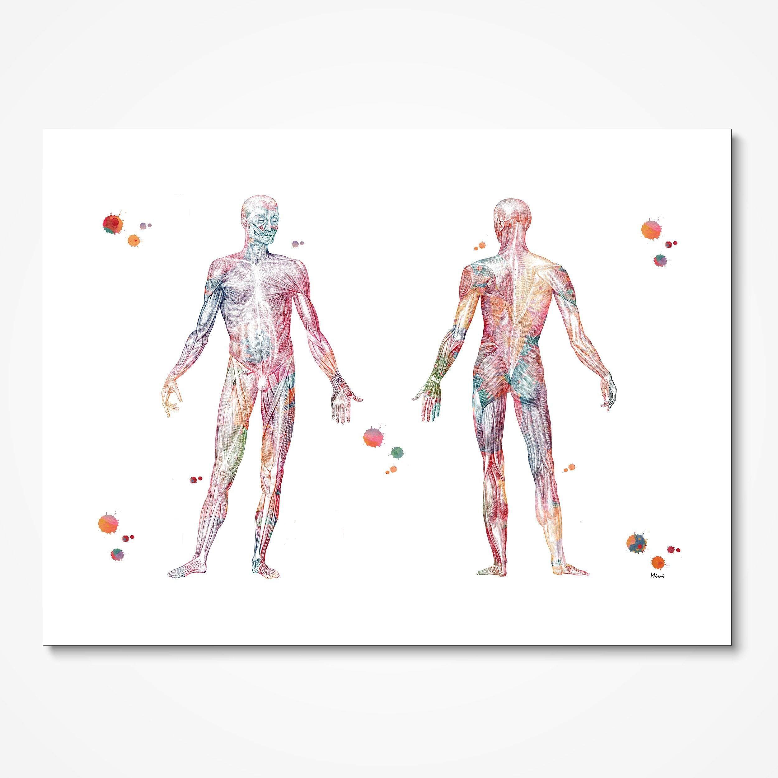 Muscular System Anatomy watercolor art print for physiotherapy clinic wall decor