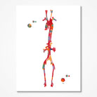 Aorta Anatomy Angiology Print