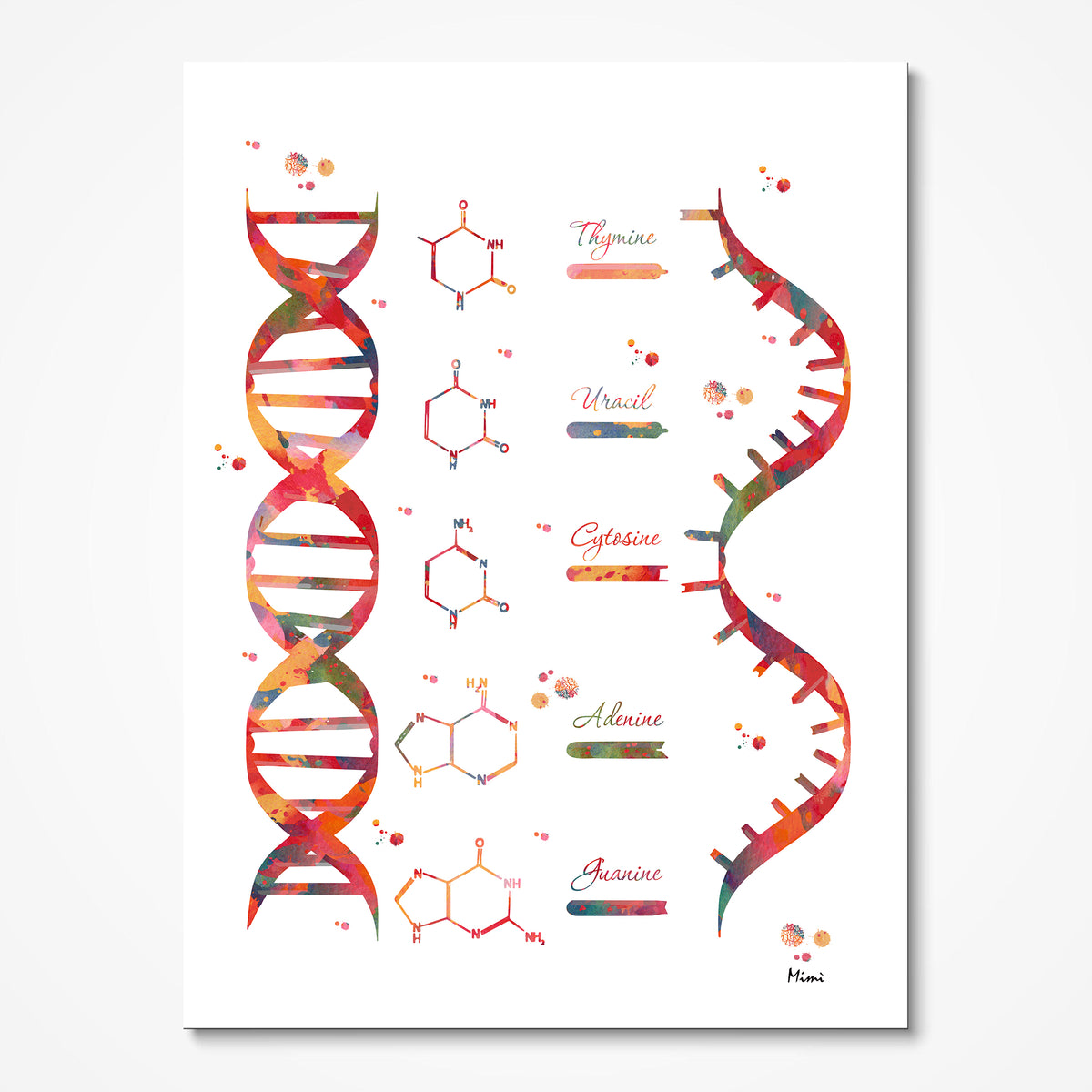 DNA And RNA Structure Science Art Print – MimiPrints Anatomy Prints And ...