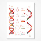 DNA And RNA Structure Science Art Print