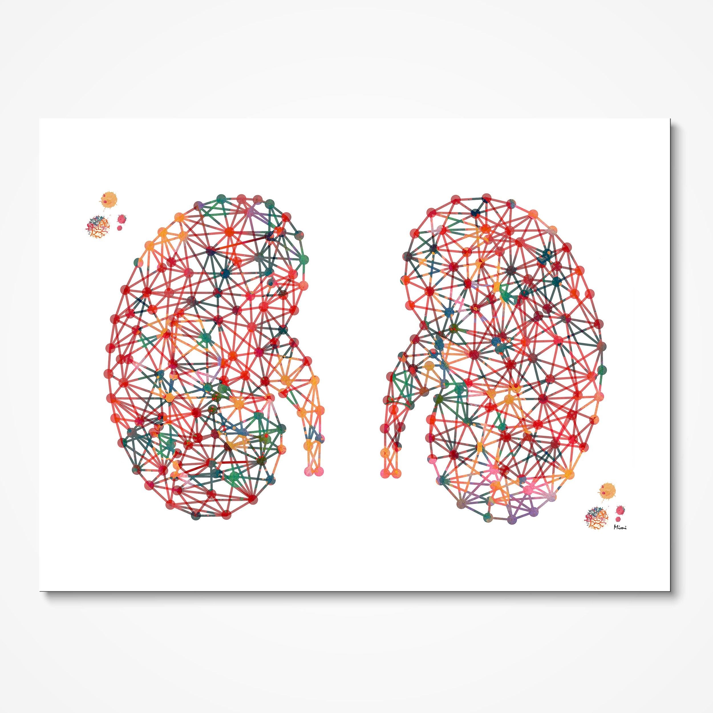 Discounted Set Of 4 Internal Organs Prints Kidneys
