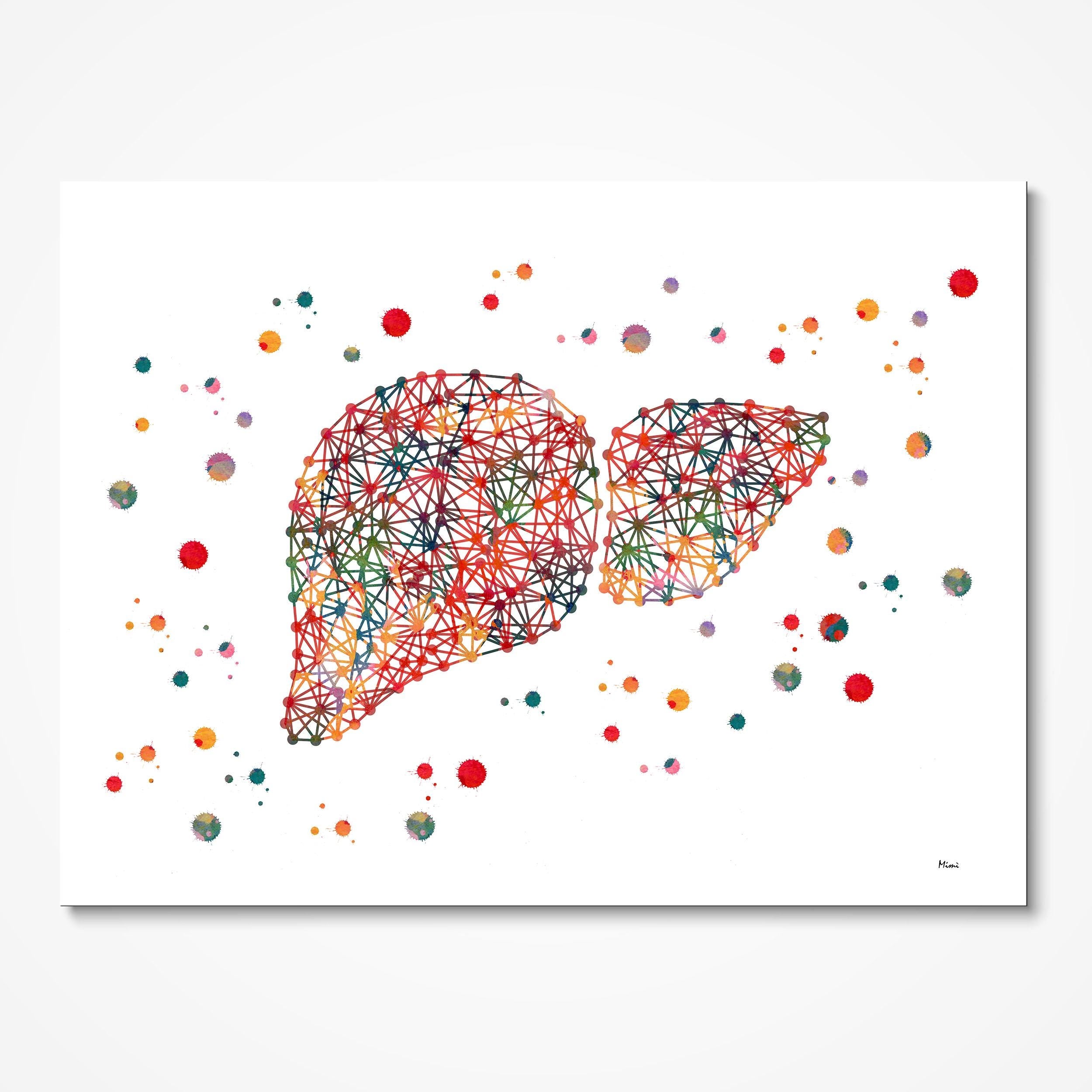 Discounted Set Of 4 Internal Organs Prints the Liver