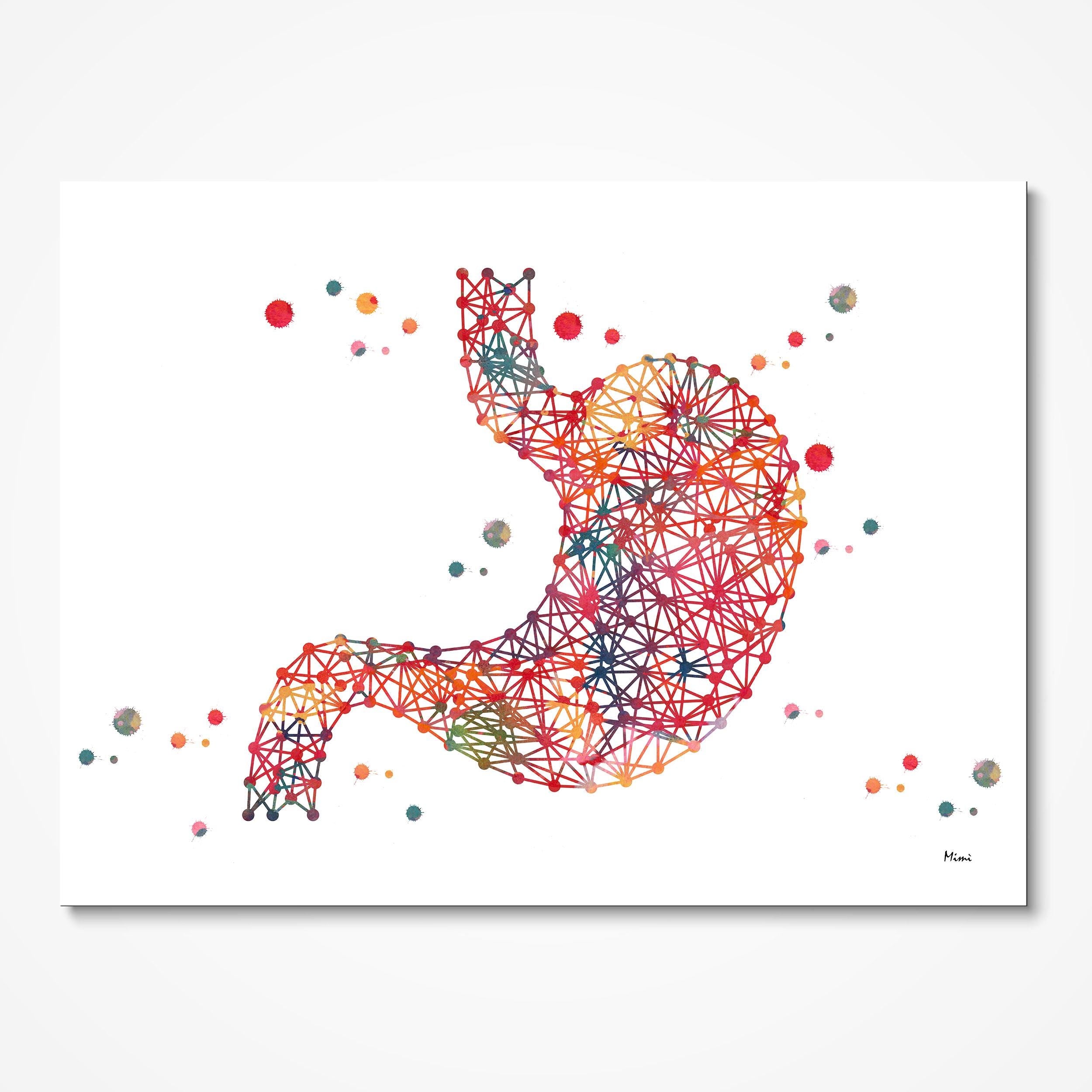 Discounted Set Of 4 Internal Organs Prints the Stomach