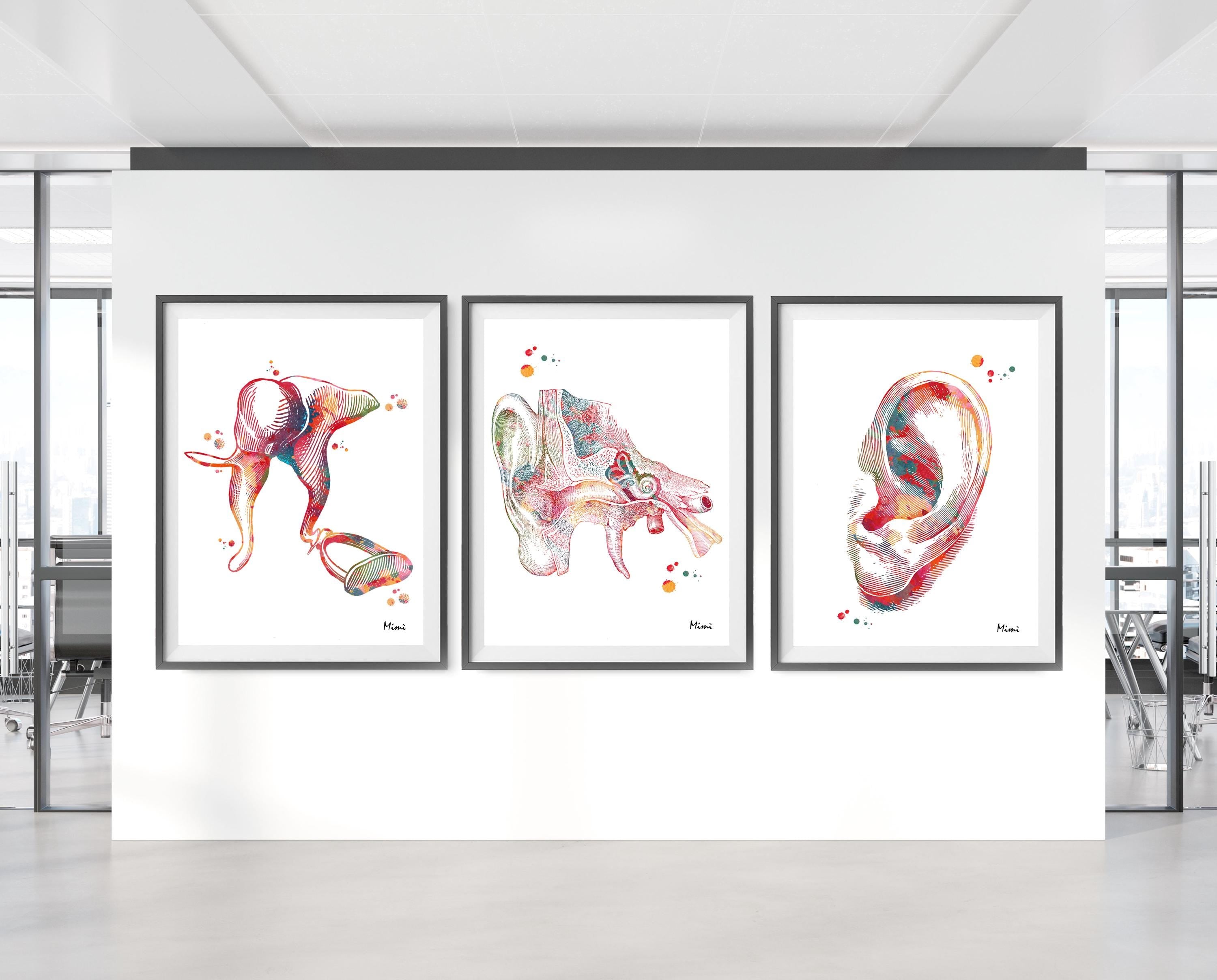 Product listing image with the 3 ear anatomy prints hanging on a wall 1