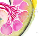 Human Kidney Section Watercolor Print Image 3