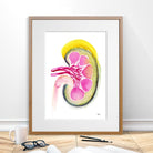Human Kidney Section Watercolor Print Image 4
