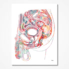 Male Reproductive System Anatomy Print