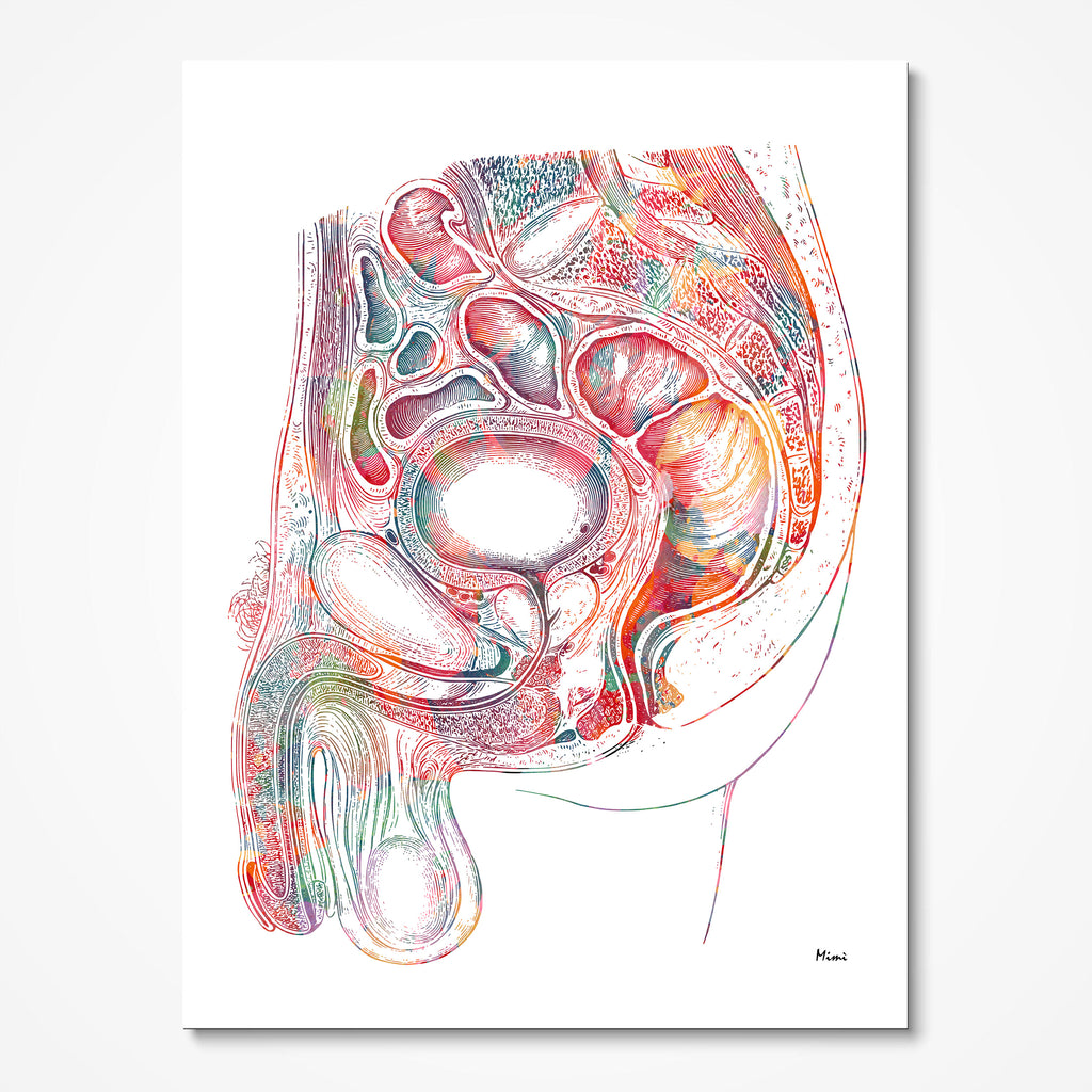 Male Reproductive System Anatomy Print