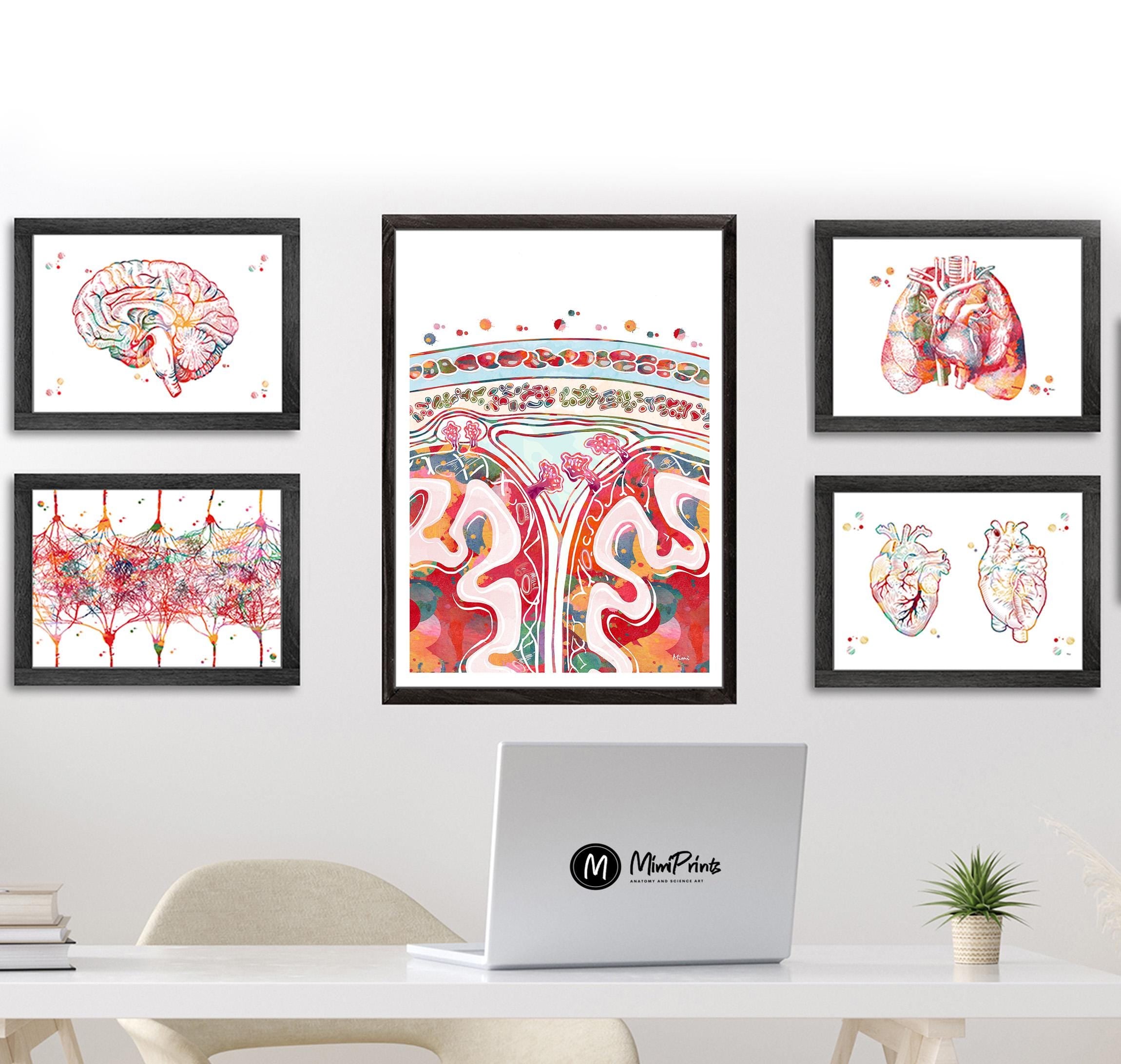 Meningeal Layers Of The Brain image 4