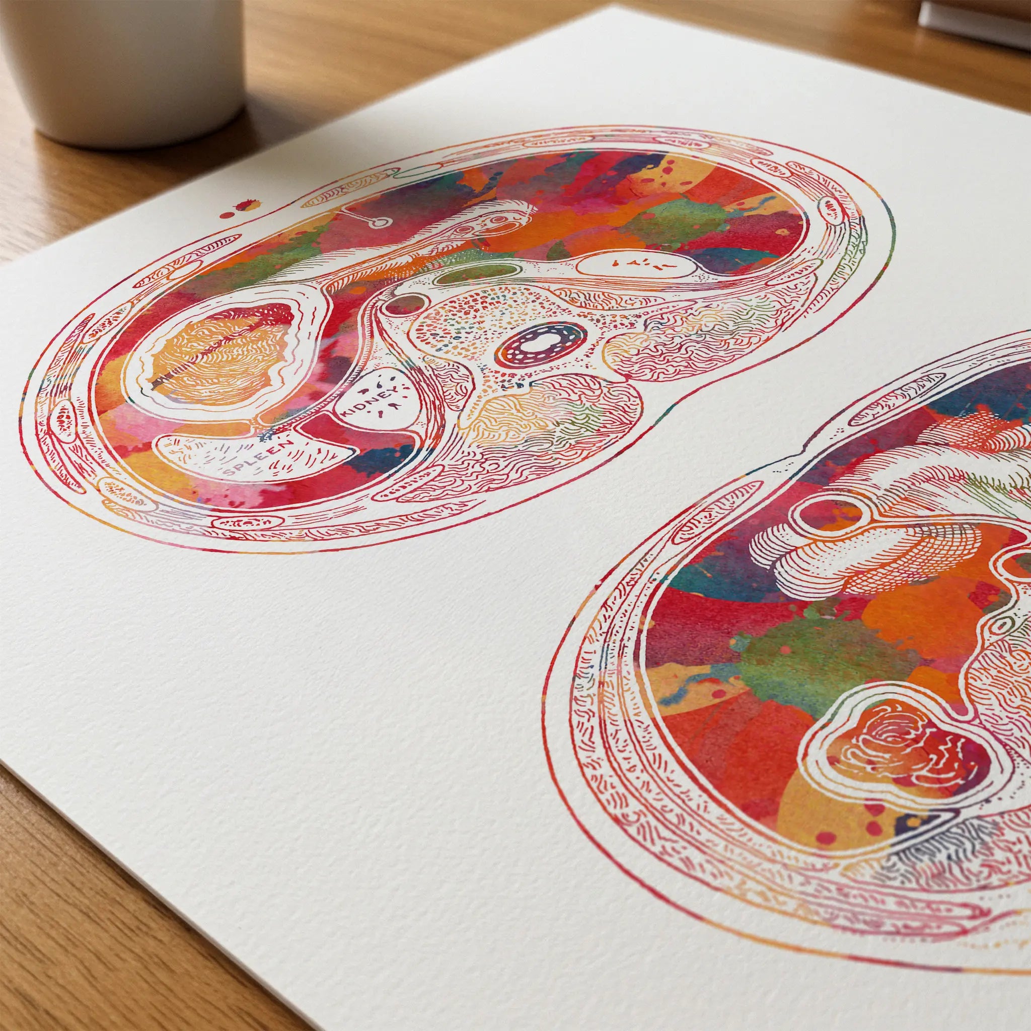Close-up of abdomen cross-section watercolor print showing paper texture and grain