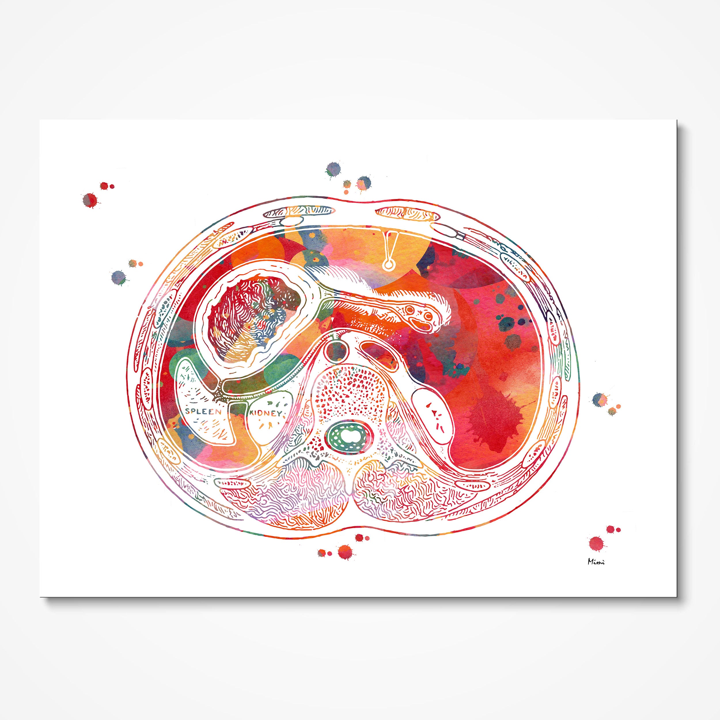 Human Abdomen Cross Section Watercolor Print 