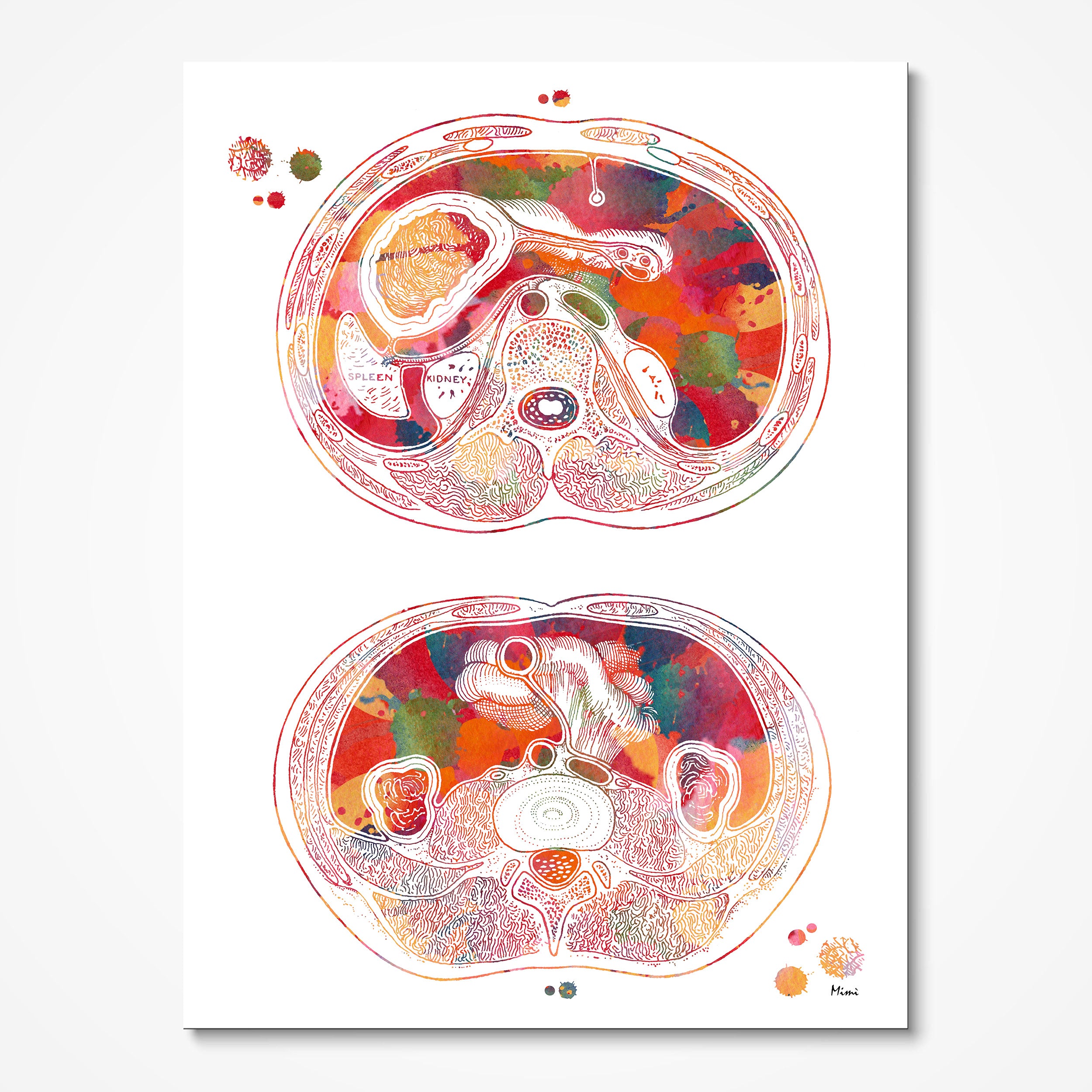 Abdomen Cross-Section watercolor art print for gastroenterology clinic wall decor