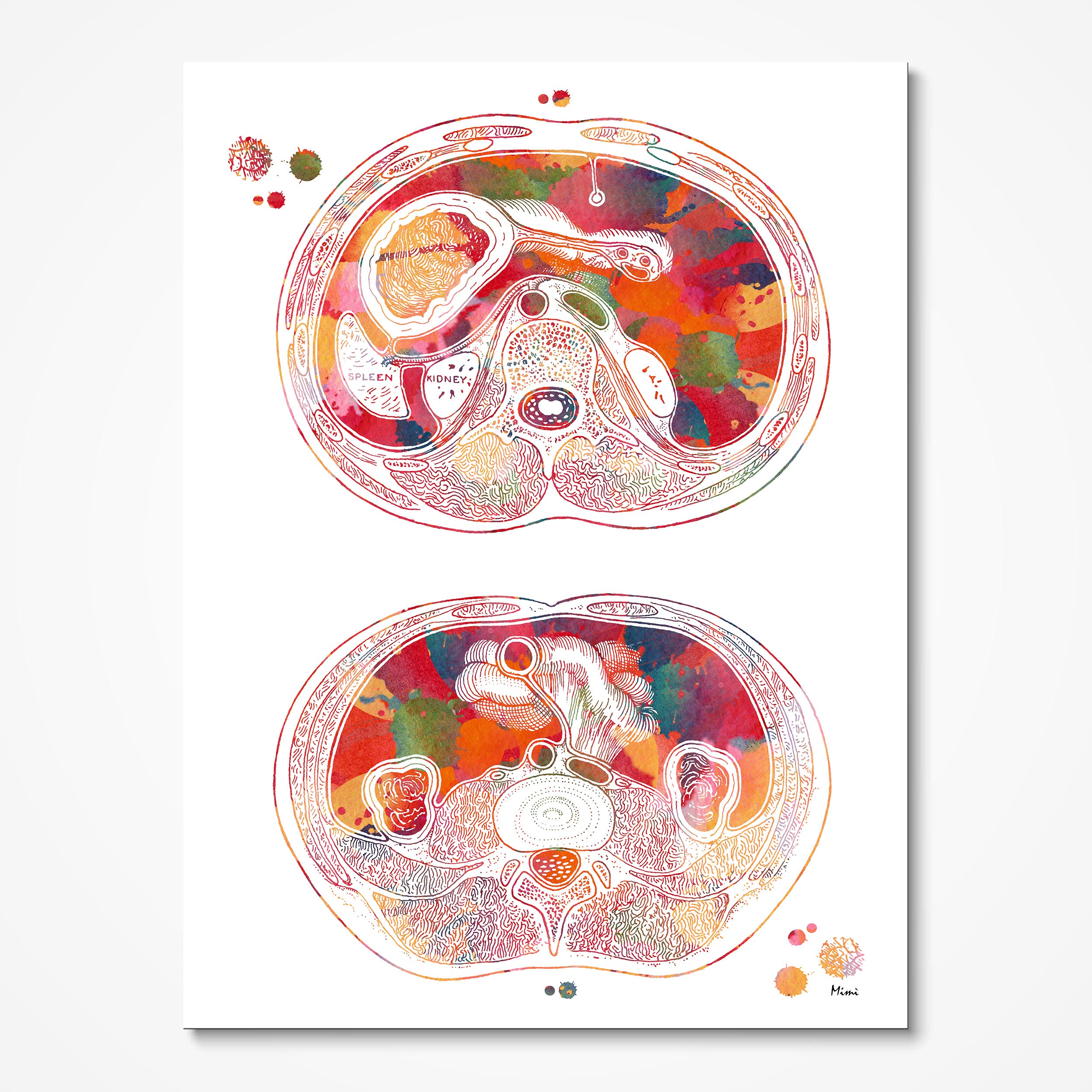 Abdomen Cross Section Anatomy Art Print