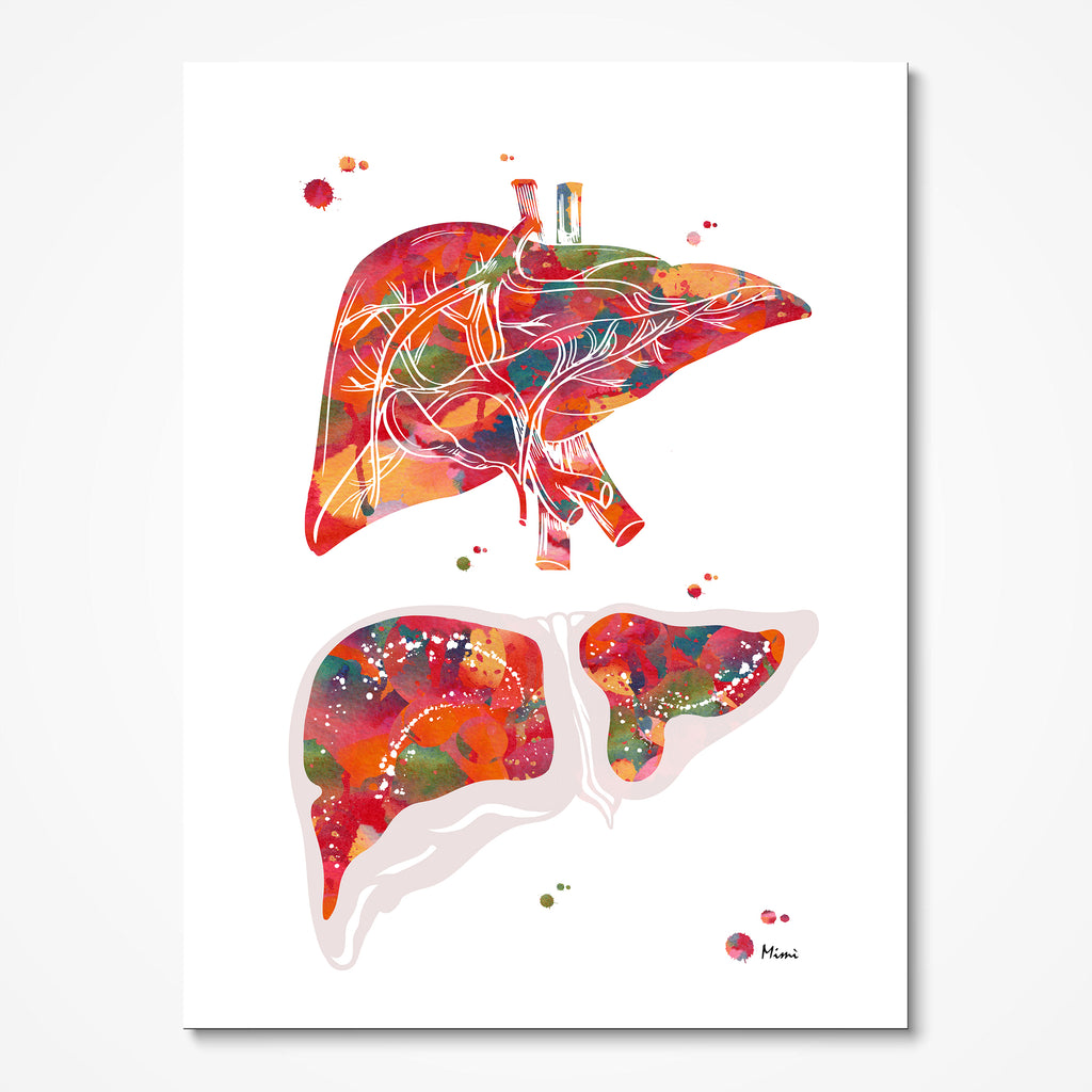 Anatomical Liver Print Medical Watercolor Art