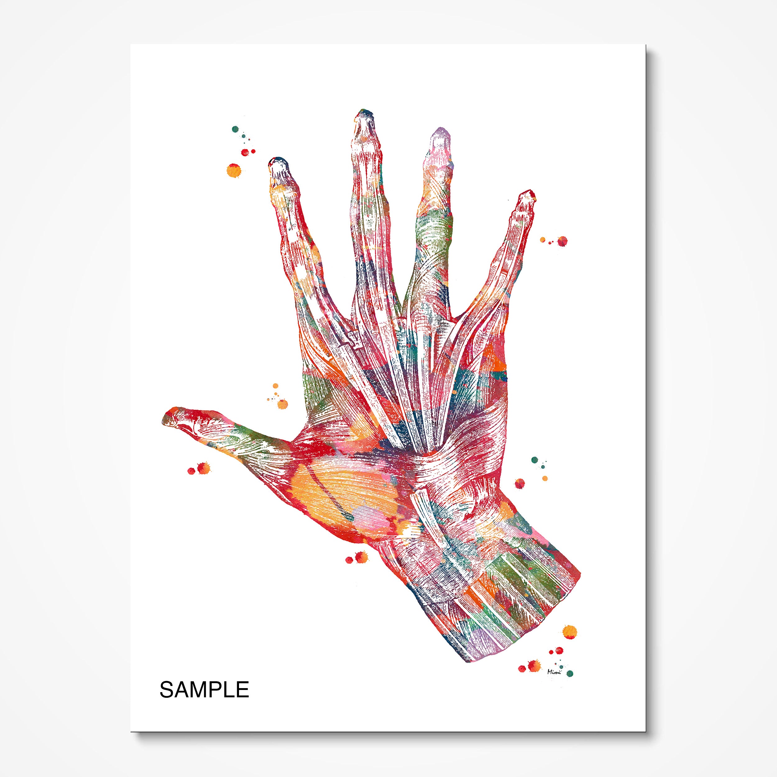 anatomy 5 prints set sample image2