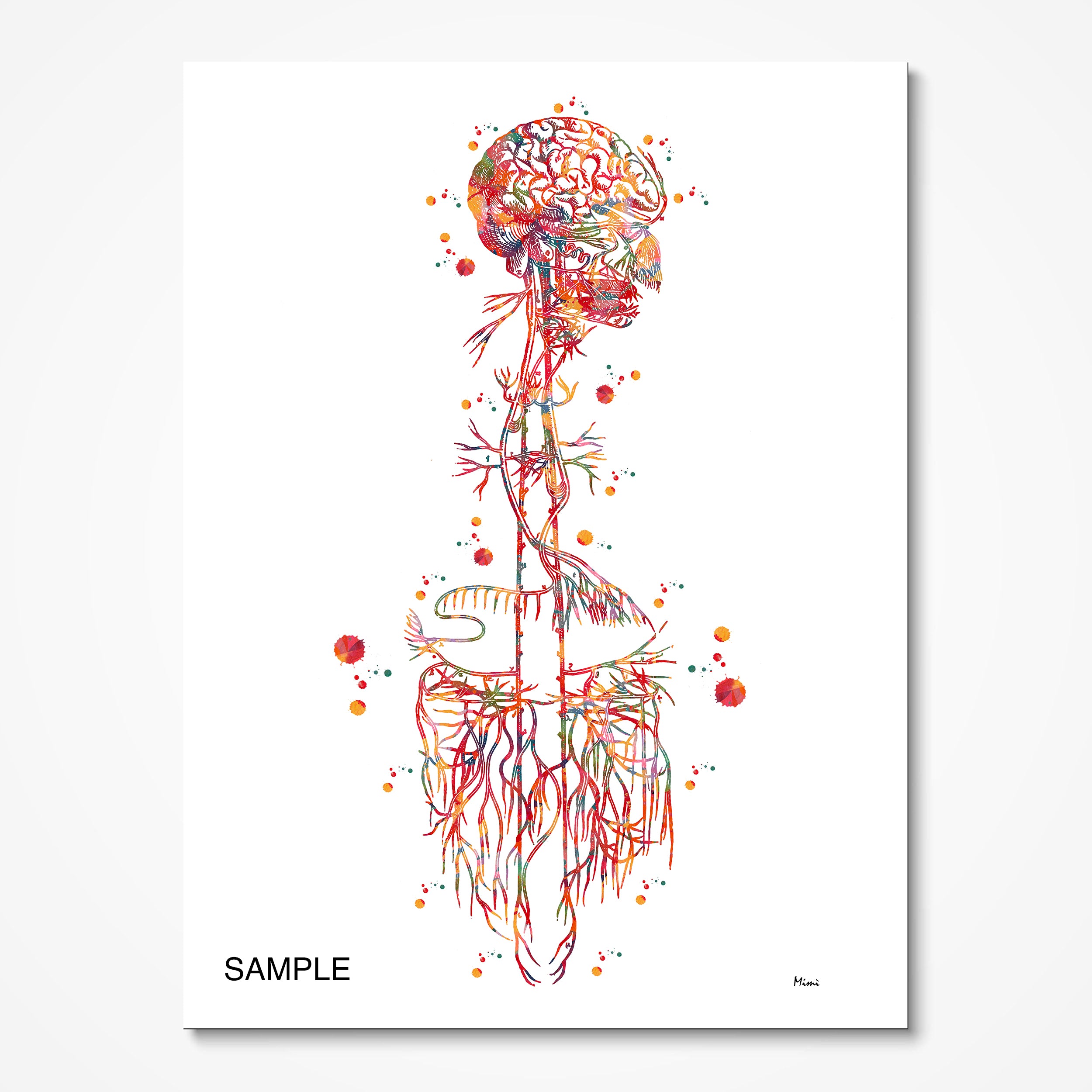 anatomy prints set sample image 1