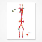 Aorta anatomy watercolor art print for angiology clinic wall decor