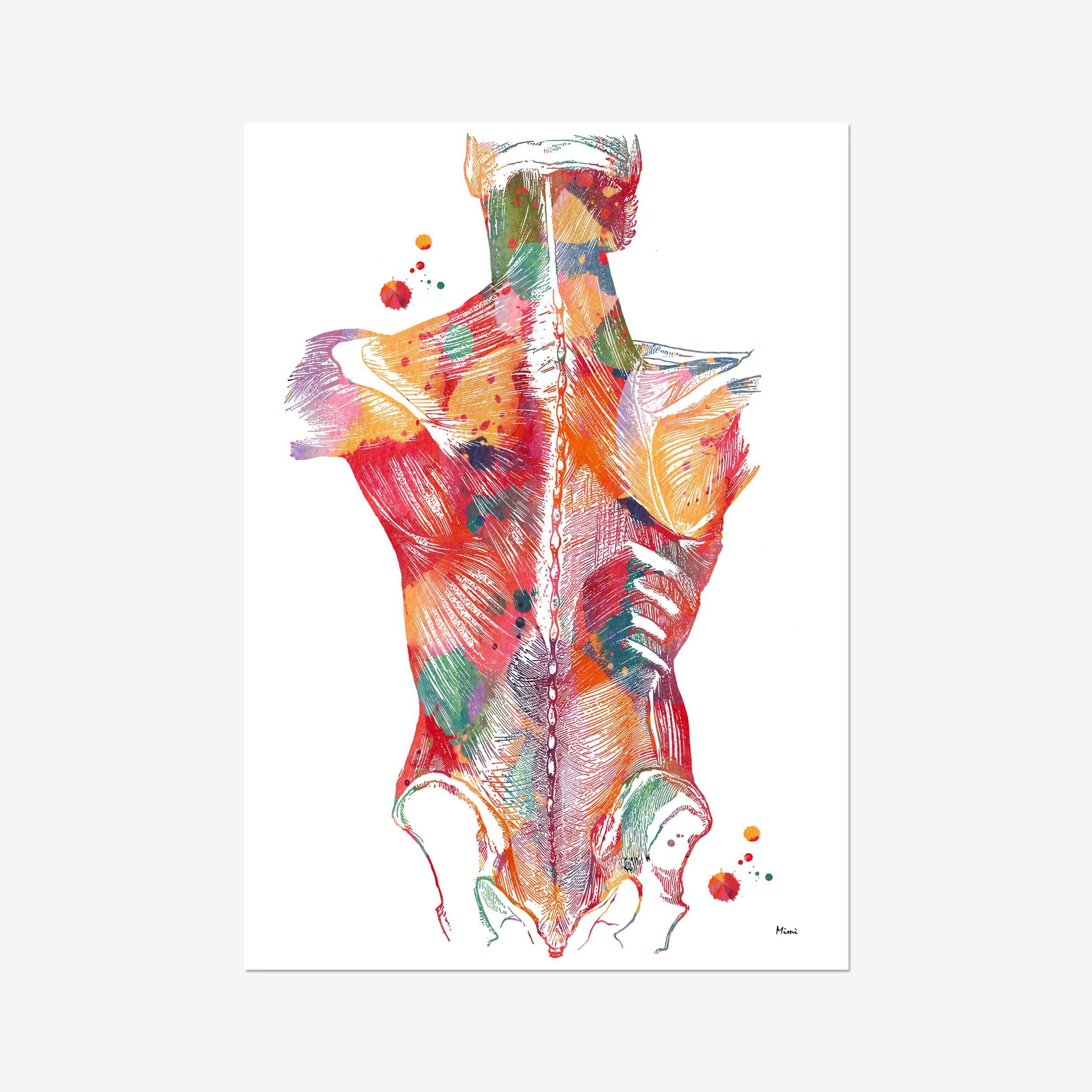 Back Muscles Anatomy watercolor art print for orthopedic clinic wall decor
