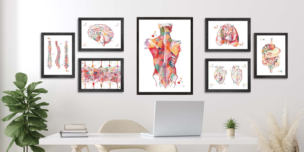explore anatomy prints