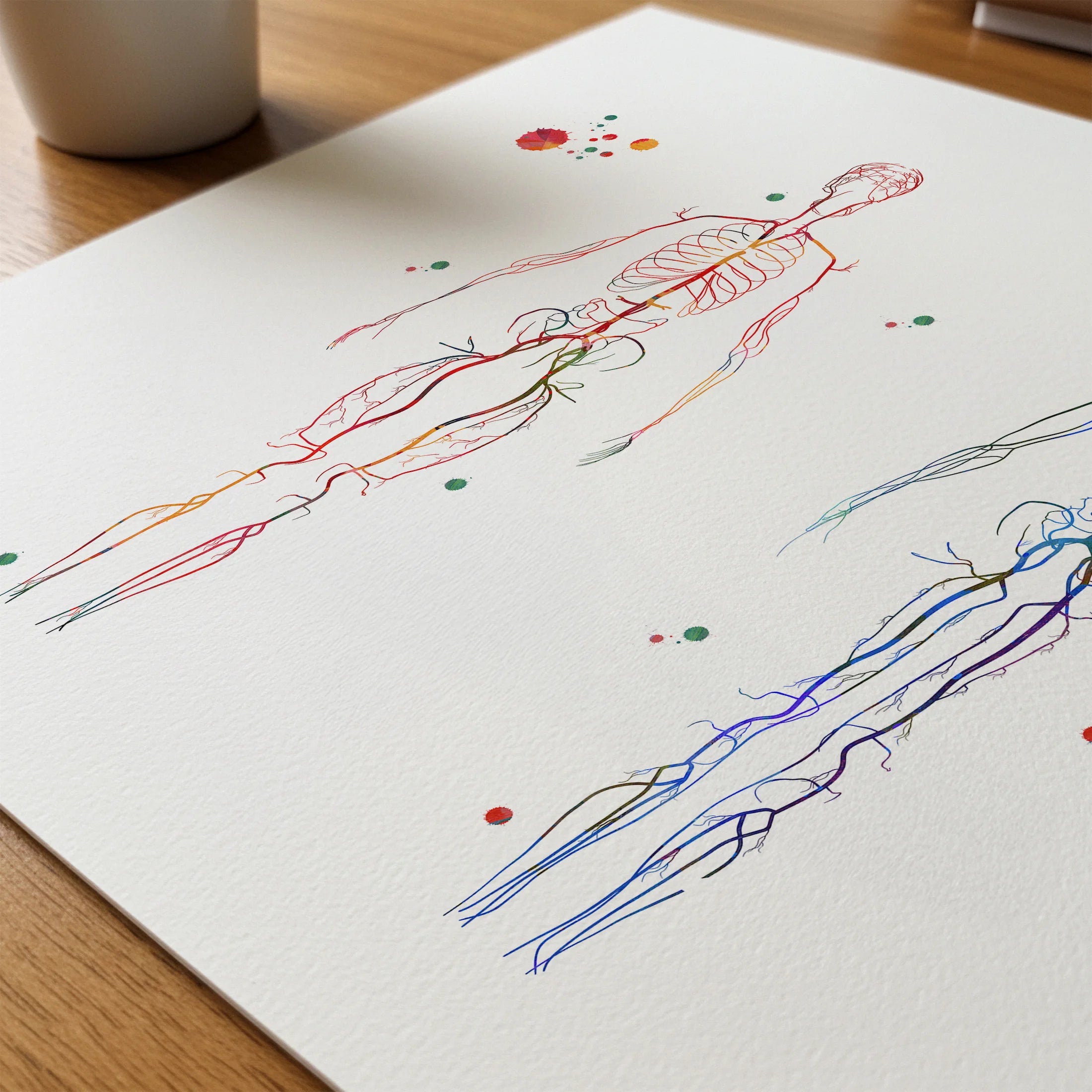 Close-up of body systems arteries and veins watercolor print showing paper texture and grain