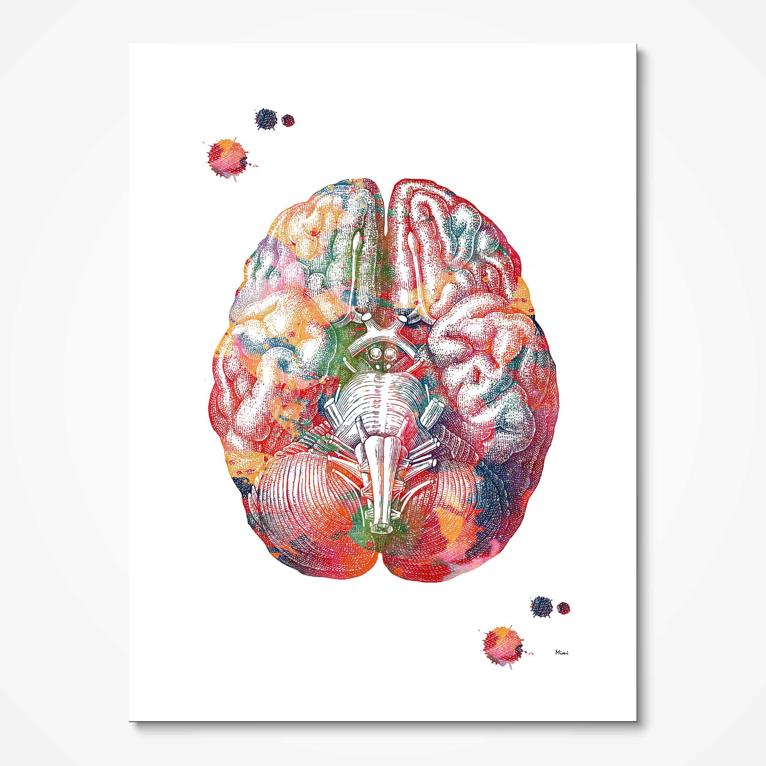 Brain Bottom View Anatomy watercolor art print for neurology clinic wall decor