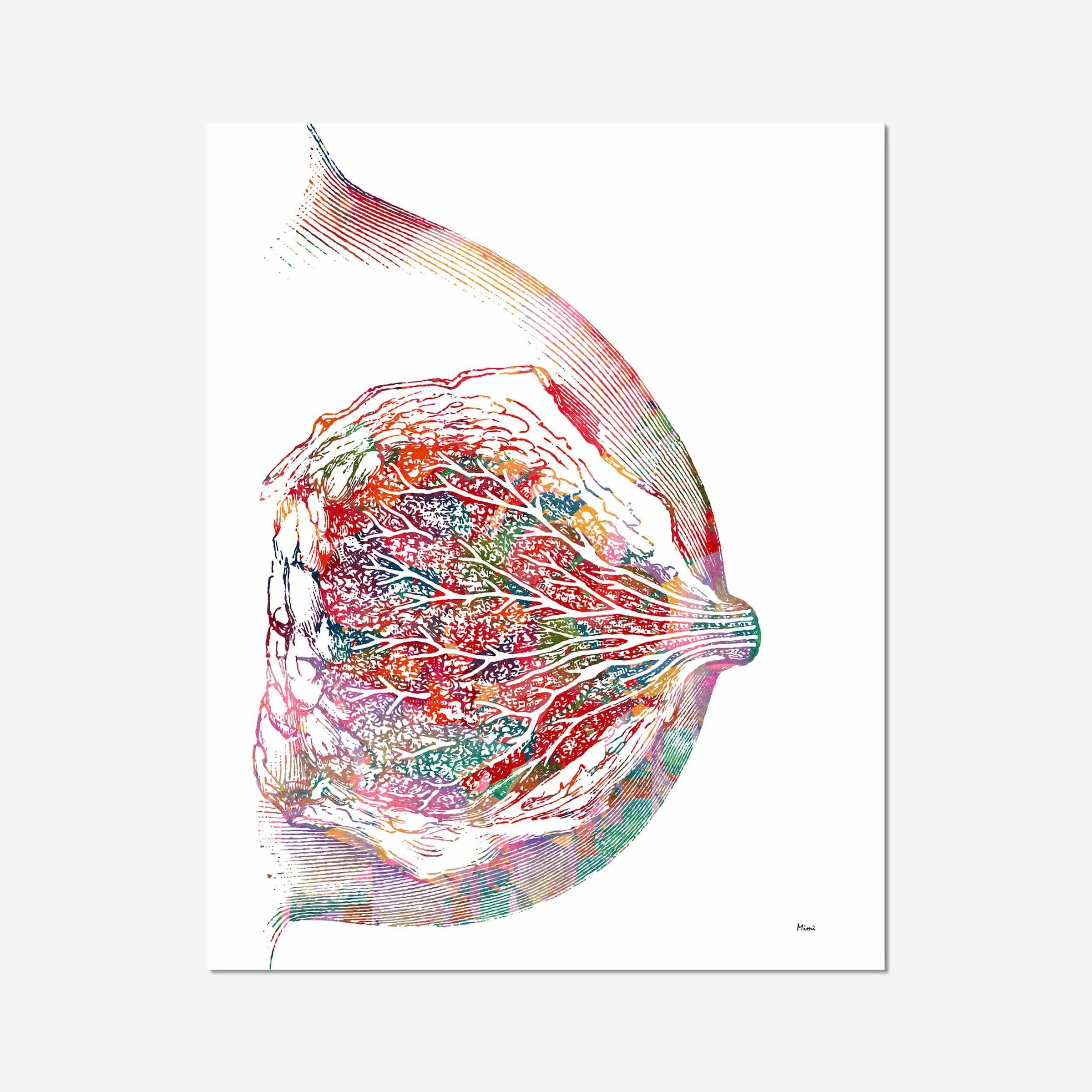 Breast & Mammary Gland Anatomy watercolor art print for OB-GYN clinic wall decor