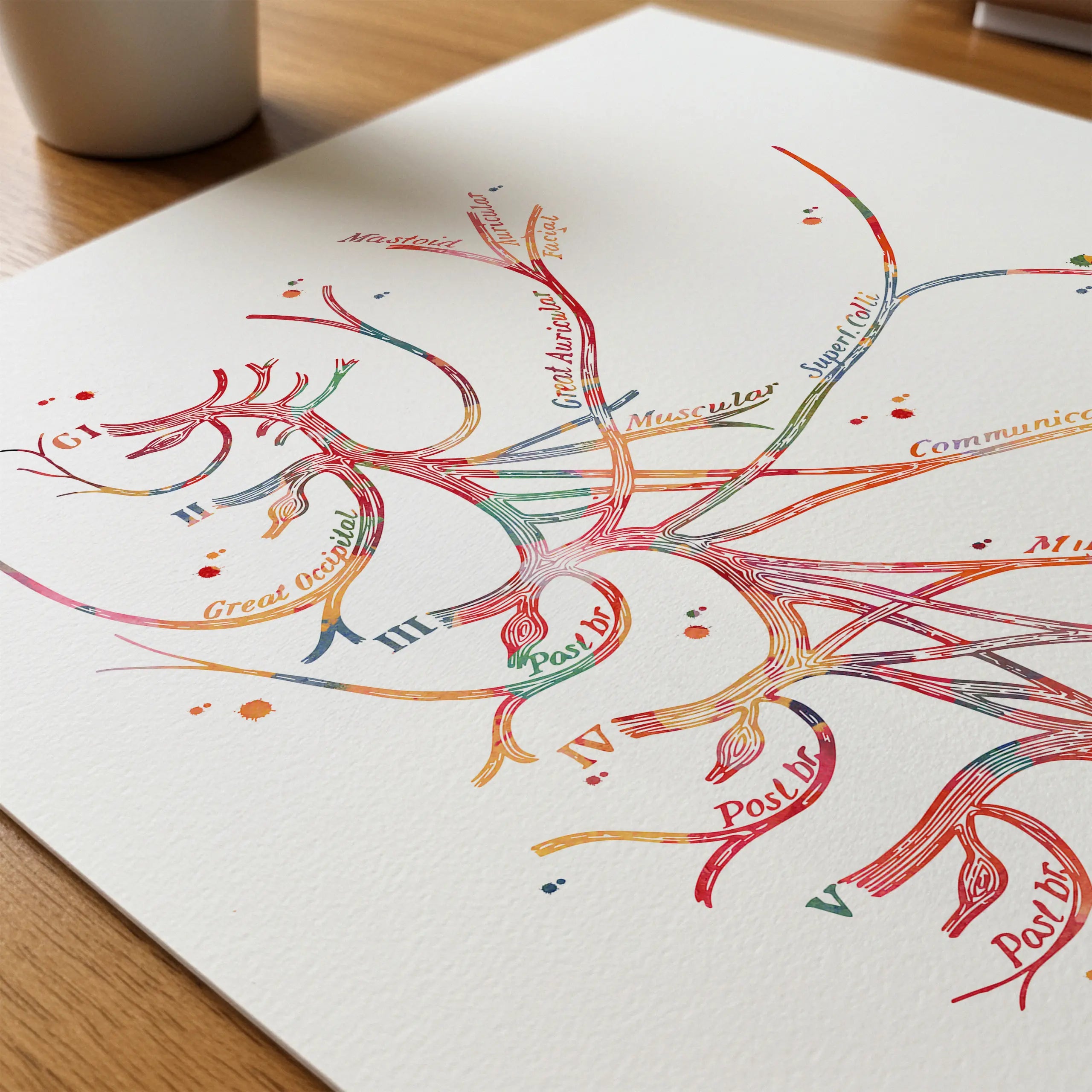 Close-up of cervical plexus nerve anatomy watercolor print showing paper texture and grain