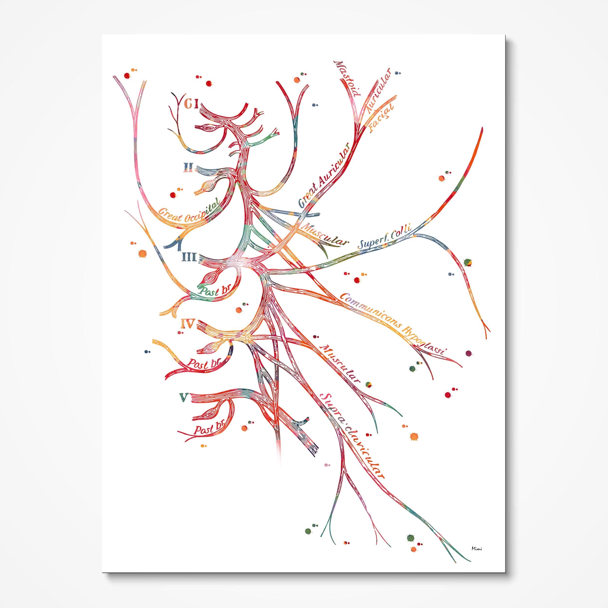 Cervical Plexus Nerve Anatomy watercolor art print for neurology clinic wall decor
